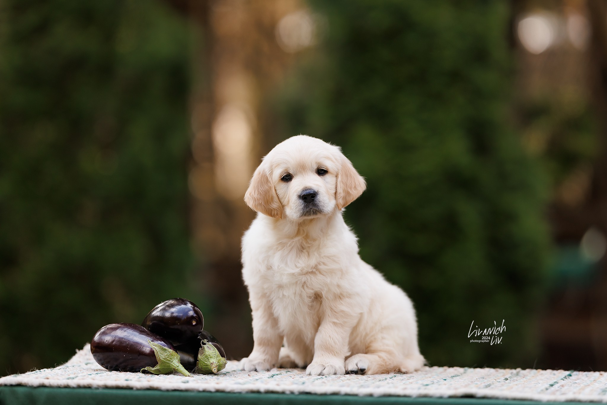 Щенки. Фотограф для вашей собаки