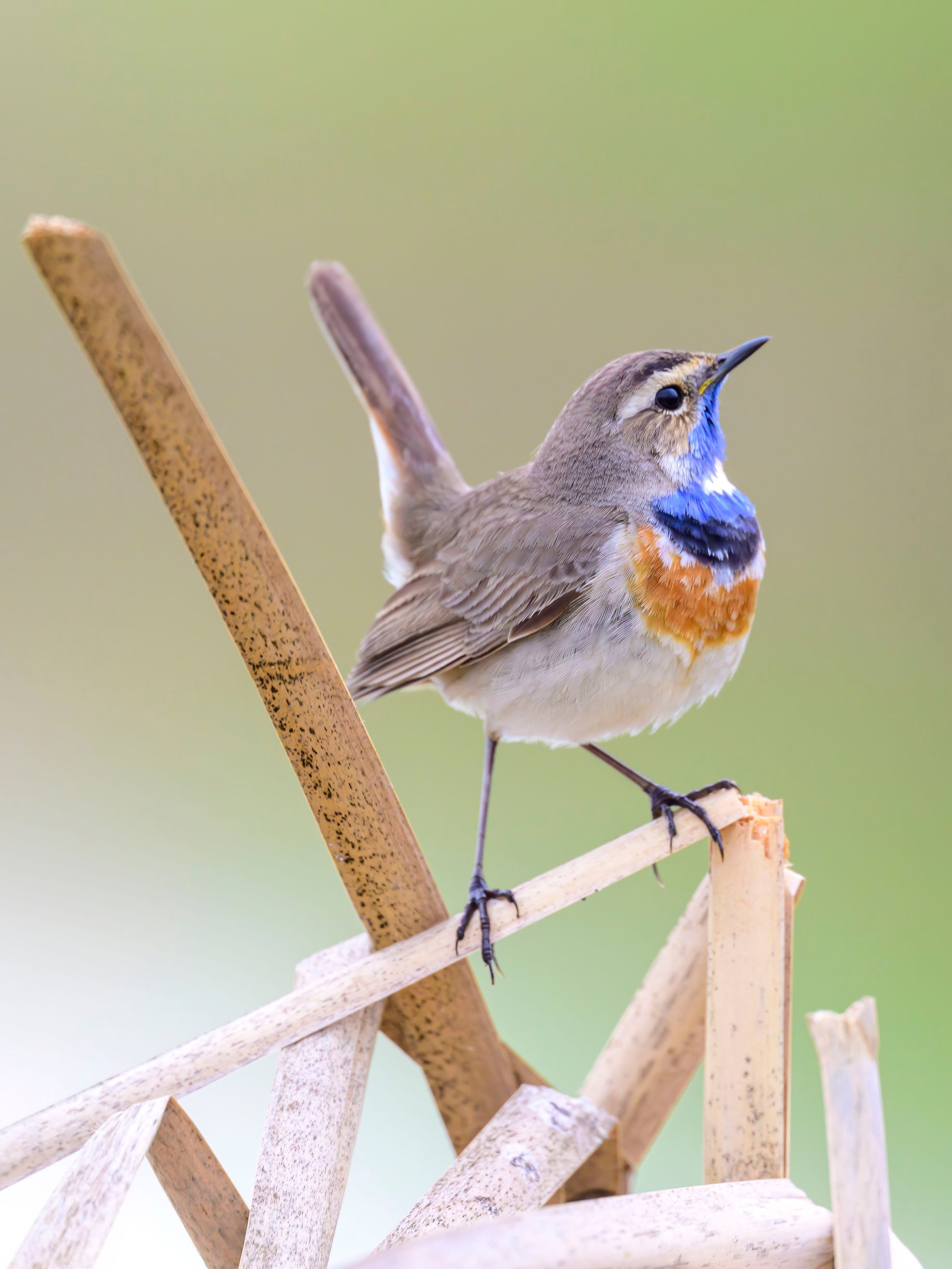Варакушка. Фотограф Сергей Пупонин