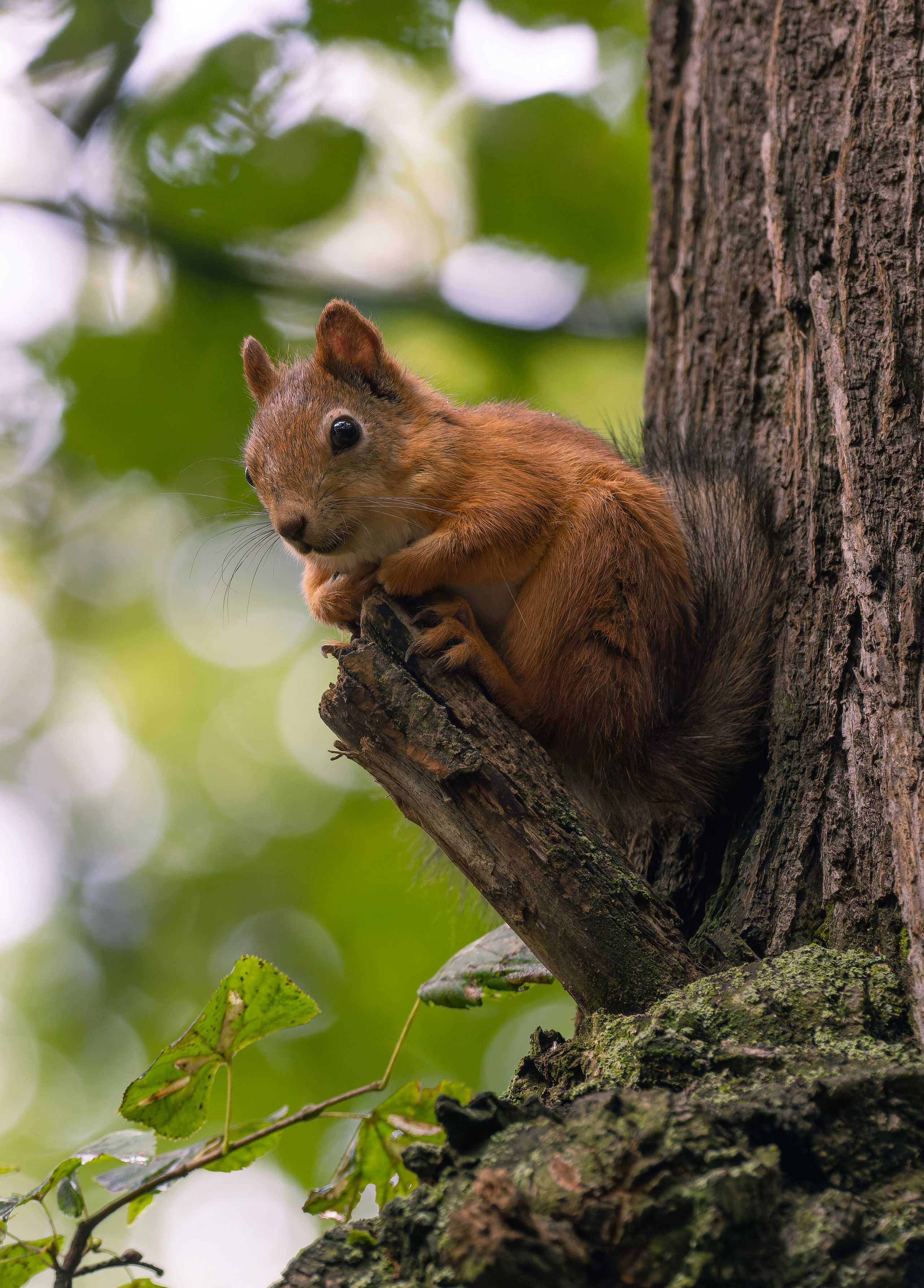 Птицы и животные. Oles Paritskiy