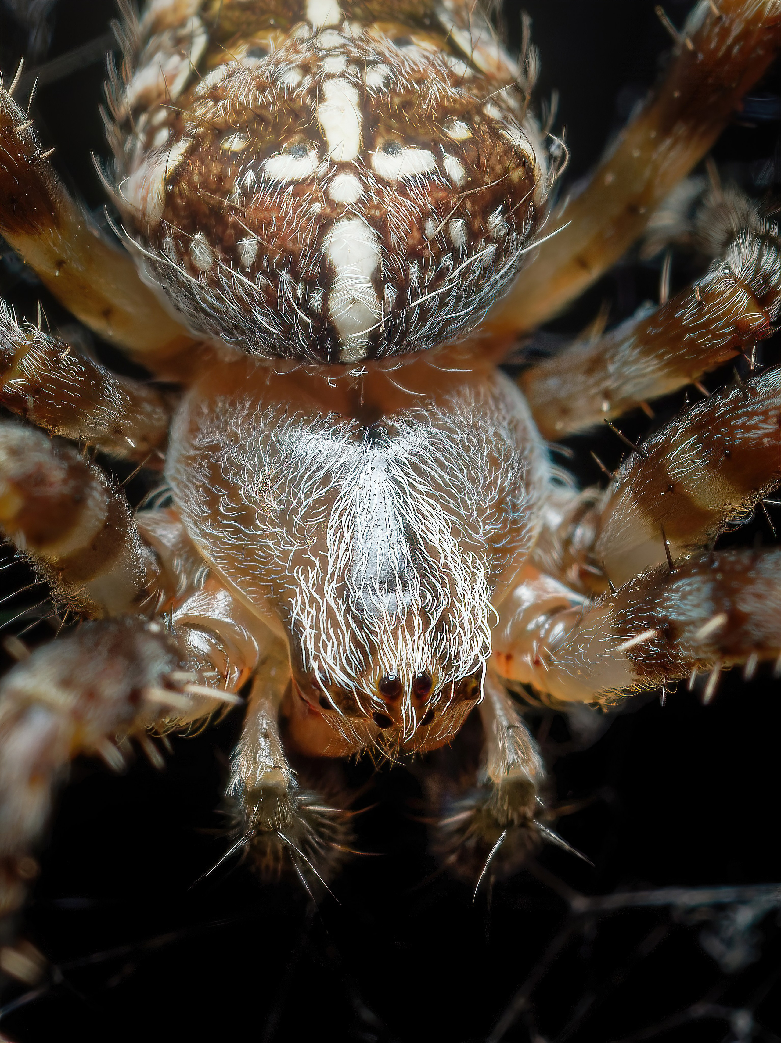 Пауки. Oles Paritskiy