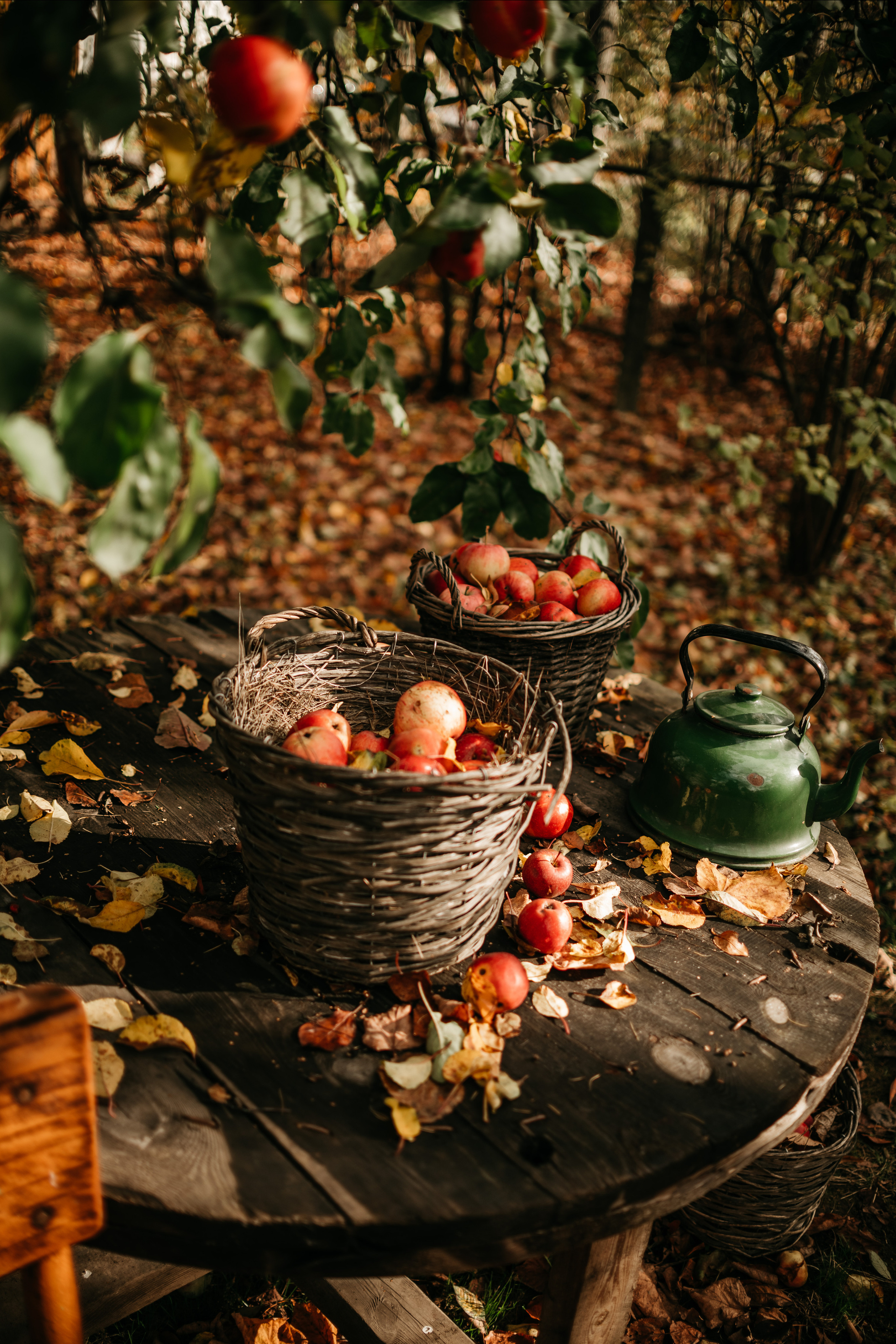 Осенние зарисовки. Lifestyle Фотограф Анастасия Донюшкина