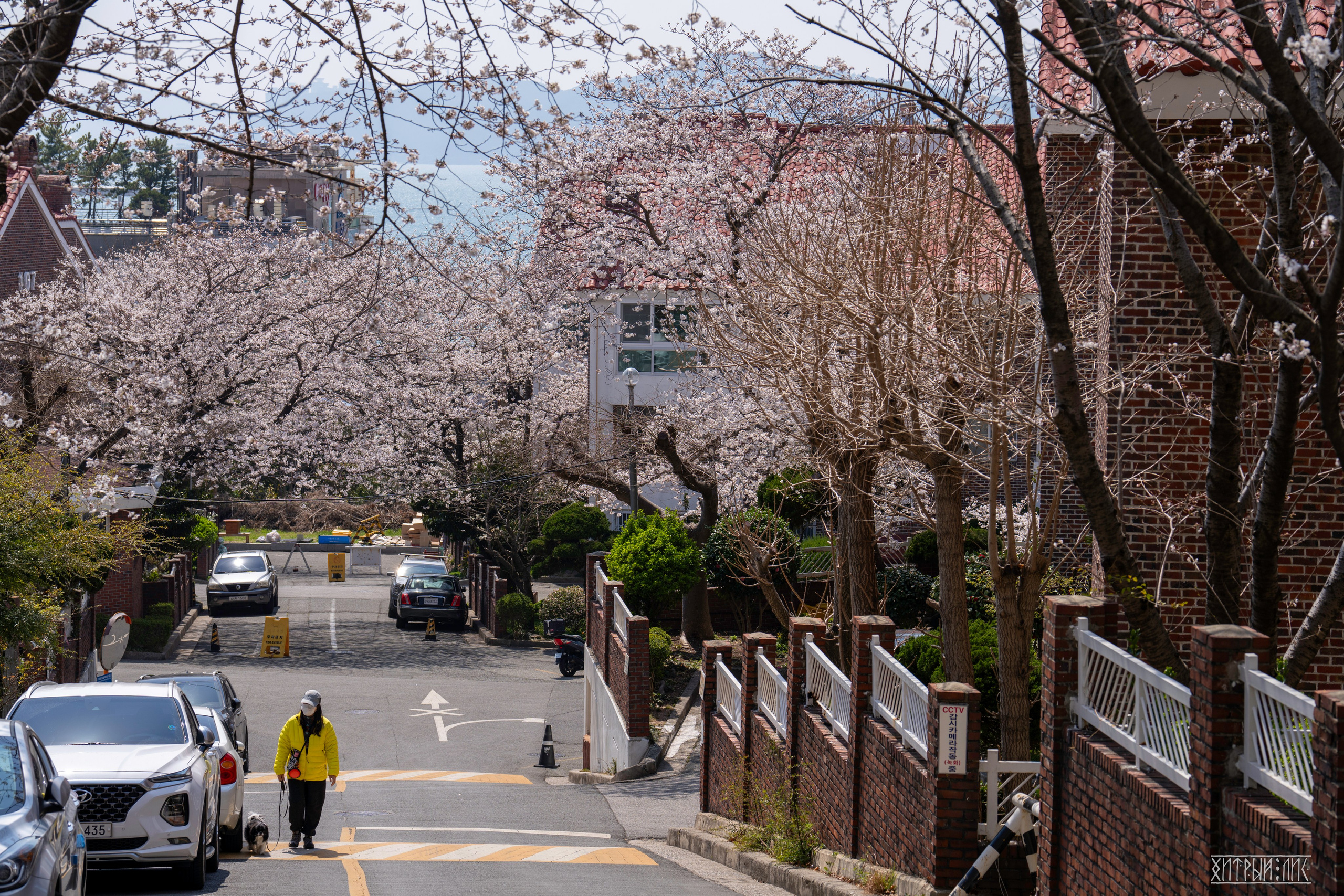 Южная Корея. Фотограф-путешественник Самойлов Максим «Sly Fox»