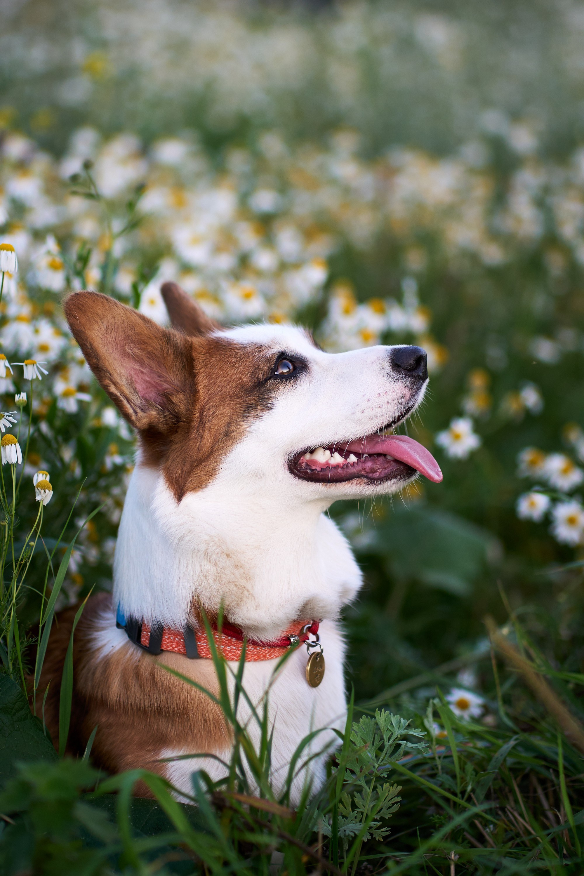 Съемка собак. Фотограф в Екатеринбурге Анастасия Фе