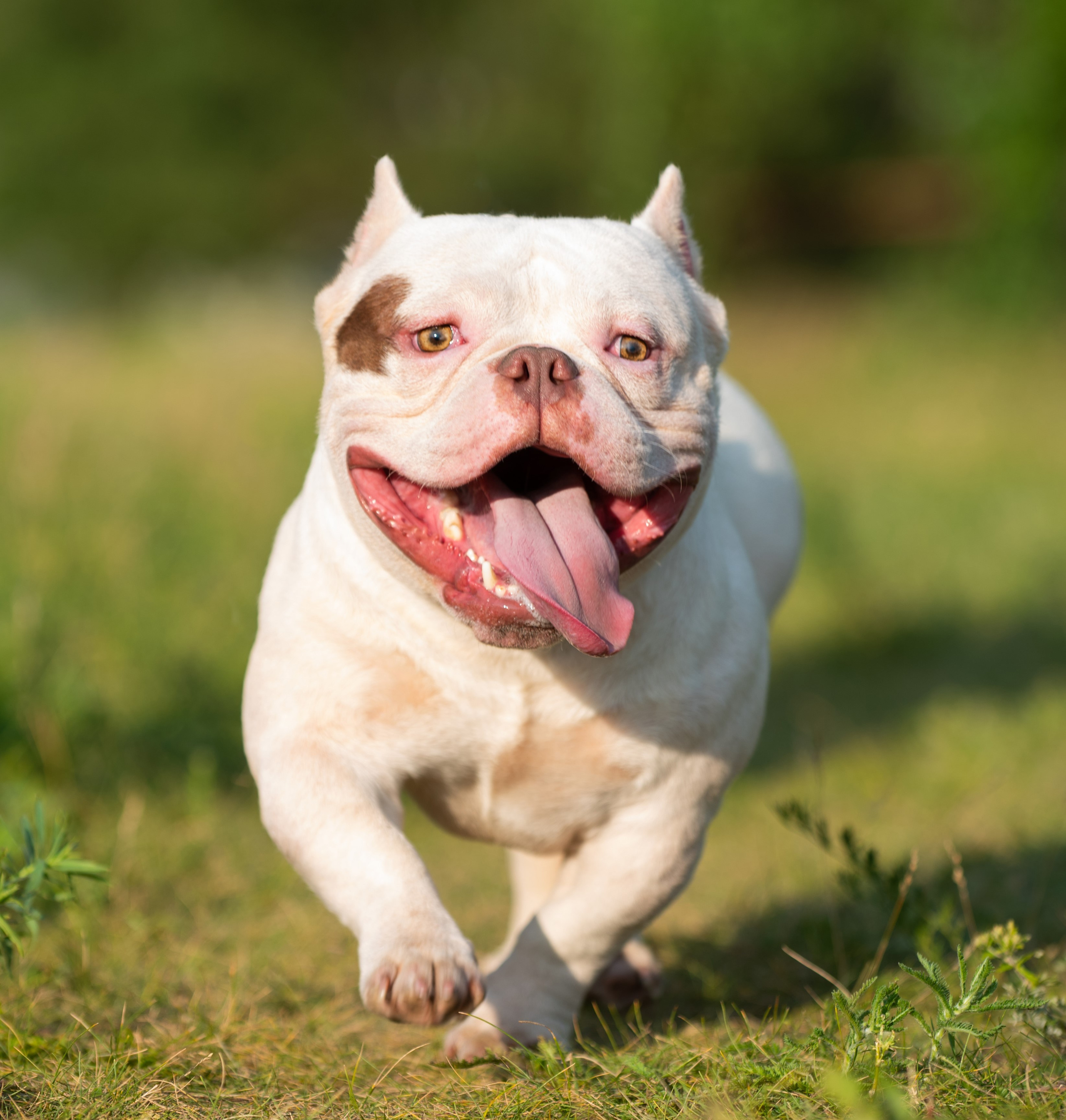 Американский булли Орбит. Главная