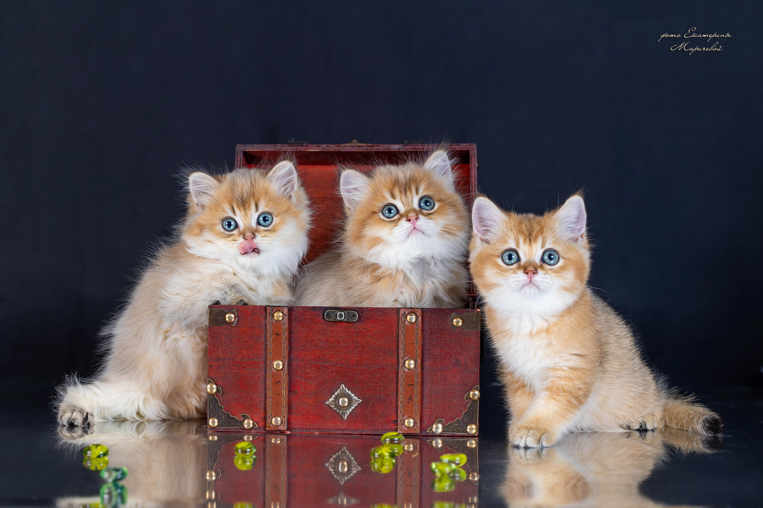 Галерея котят. Фотограф-анималист в Омске Екатерина Маричева