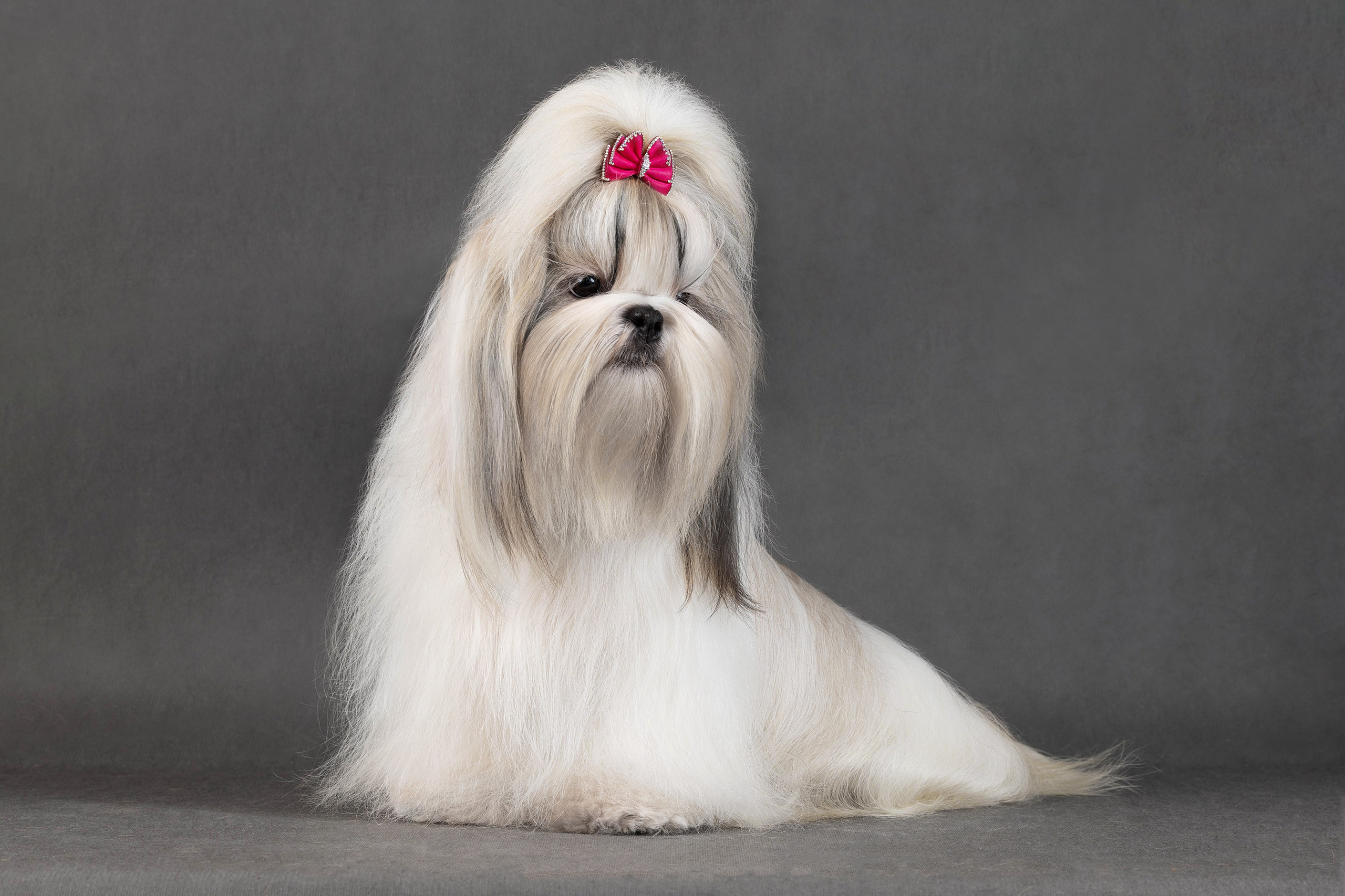 Фоны чёрный, белый, серый. Фотограф-анималист в Омске Екатерина Маричева