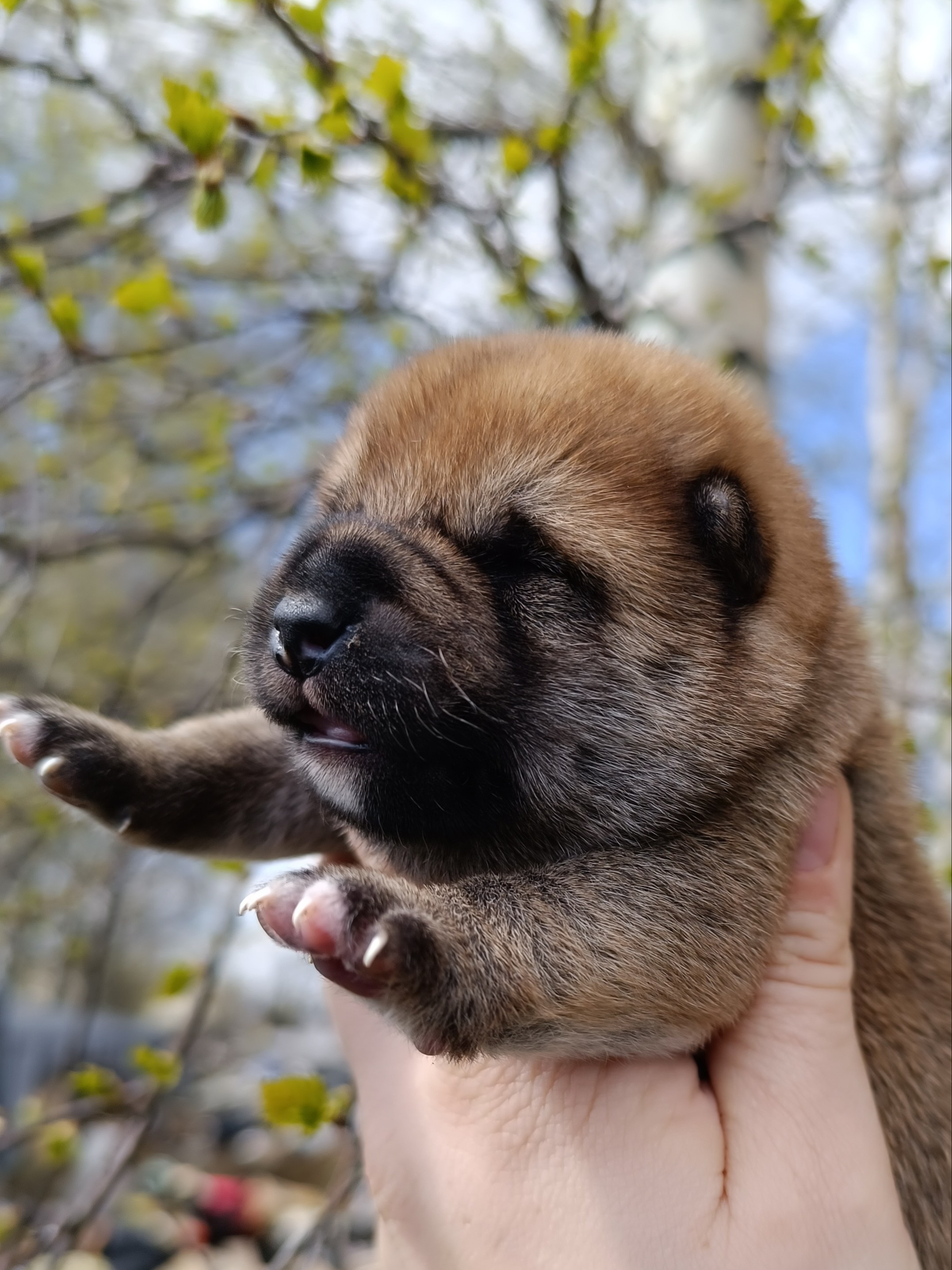 Сиба Rubylight Germes питомник Рубилайт