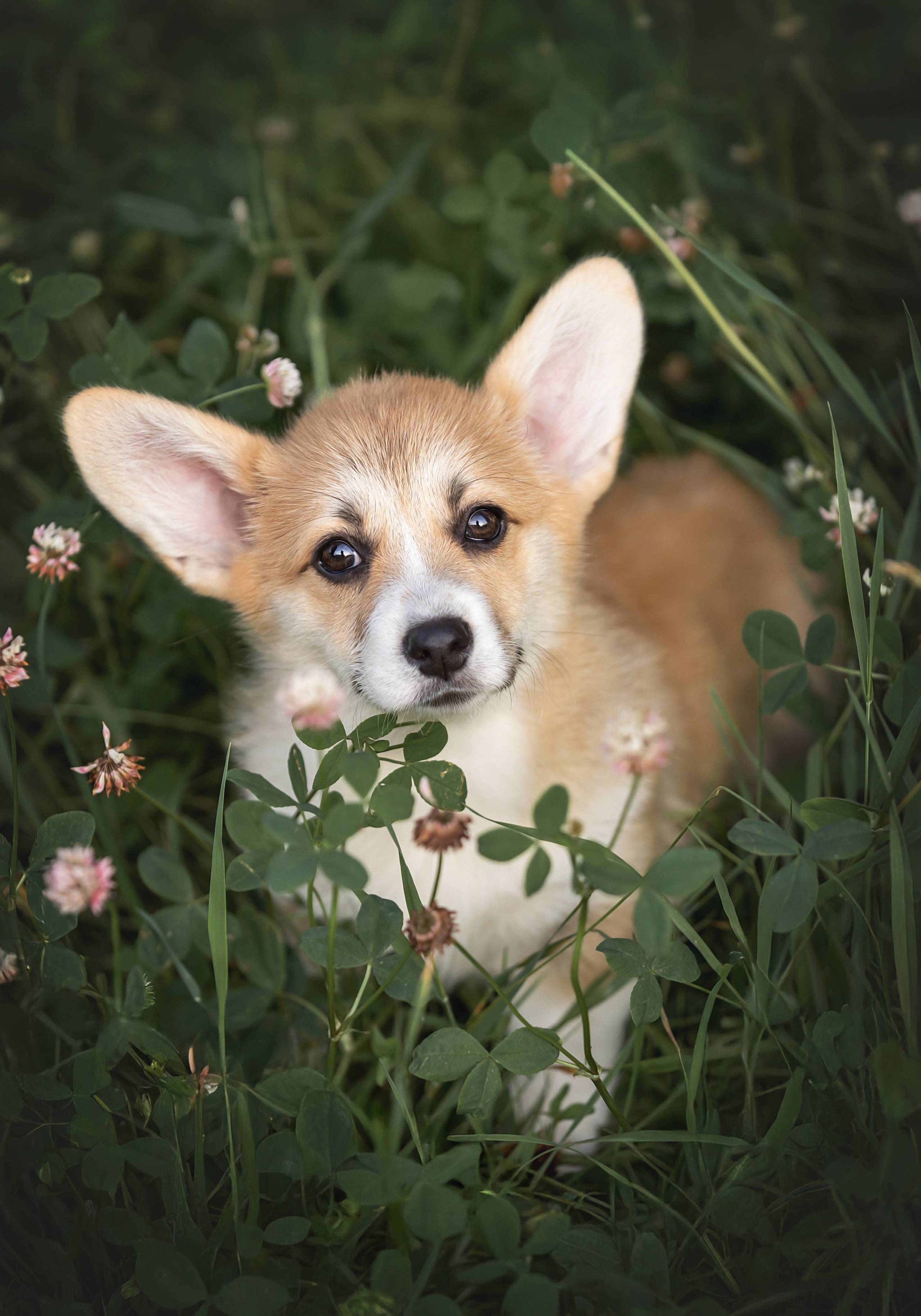 Портретная съемка. Фотограф-анималист в Санкт-Петербурге — Юлия Чайкина