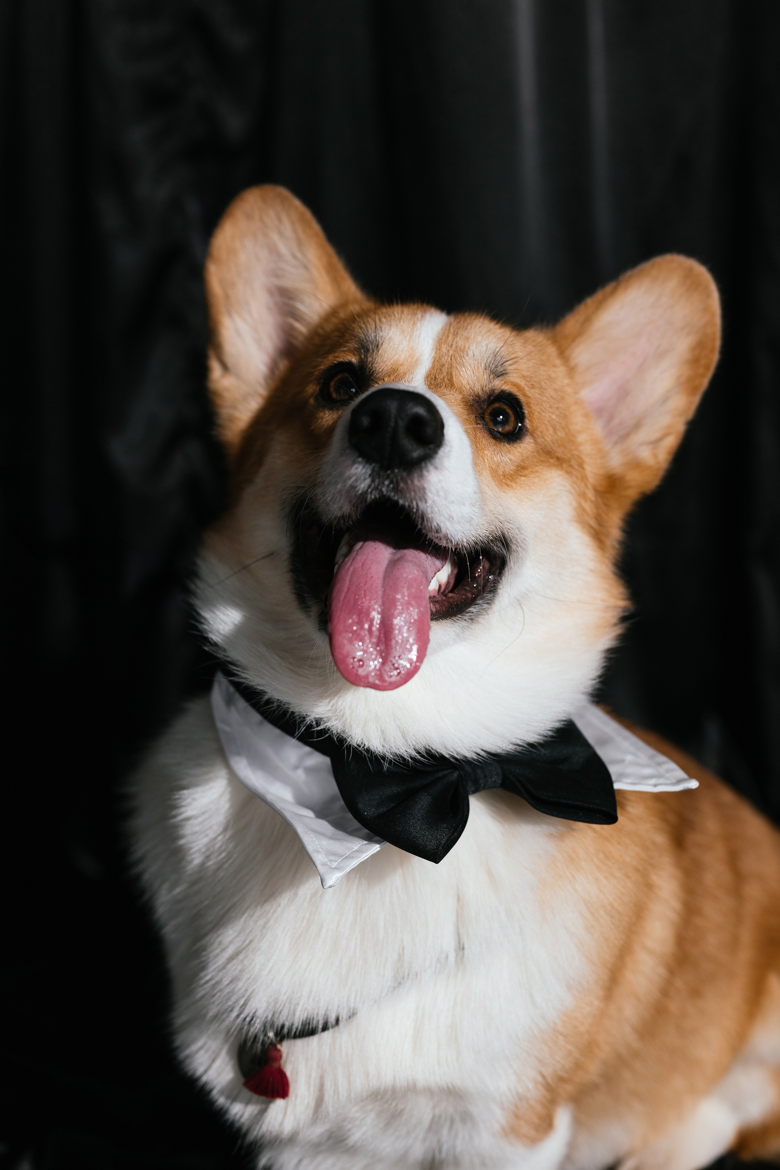 Таня и Пич. Свадебный, семейный фотограф в Рязани Лена Брант