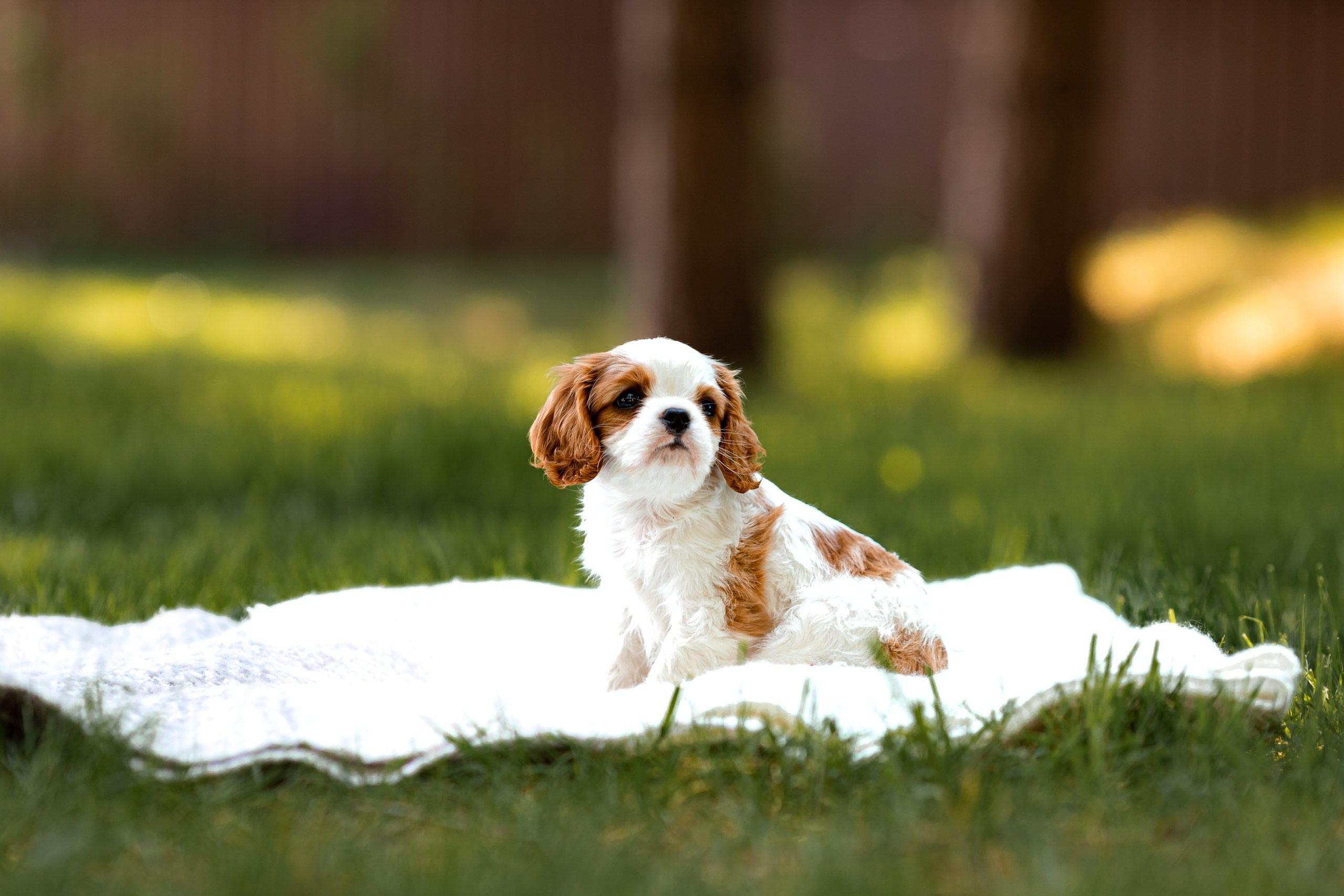 Belle Destino (питомник): щенки. Портретный и репортажный фотограф в Воронеже: Анастасия Пузикова
