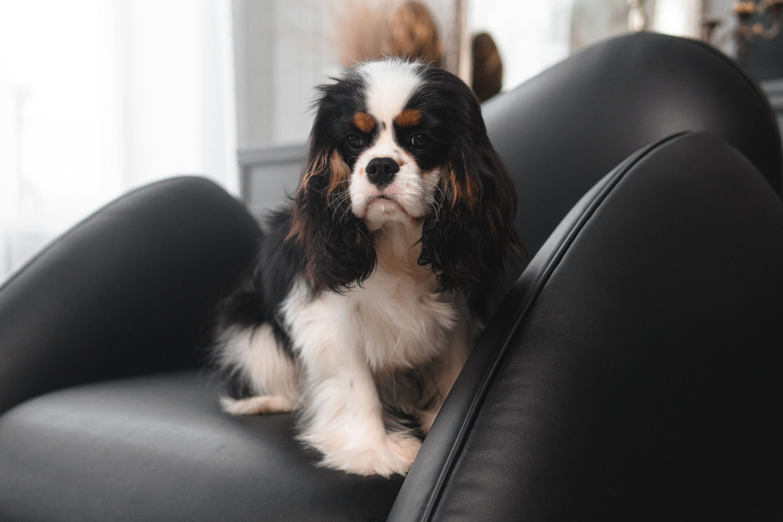 Belle Destino Harley Davidson: история о брутальном щенке