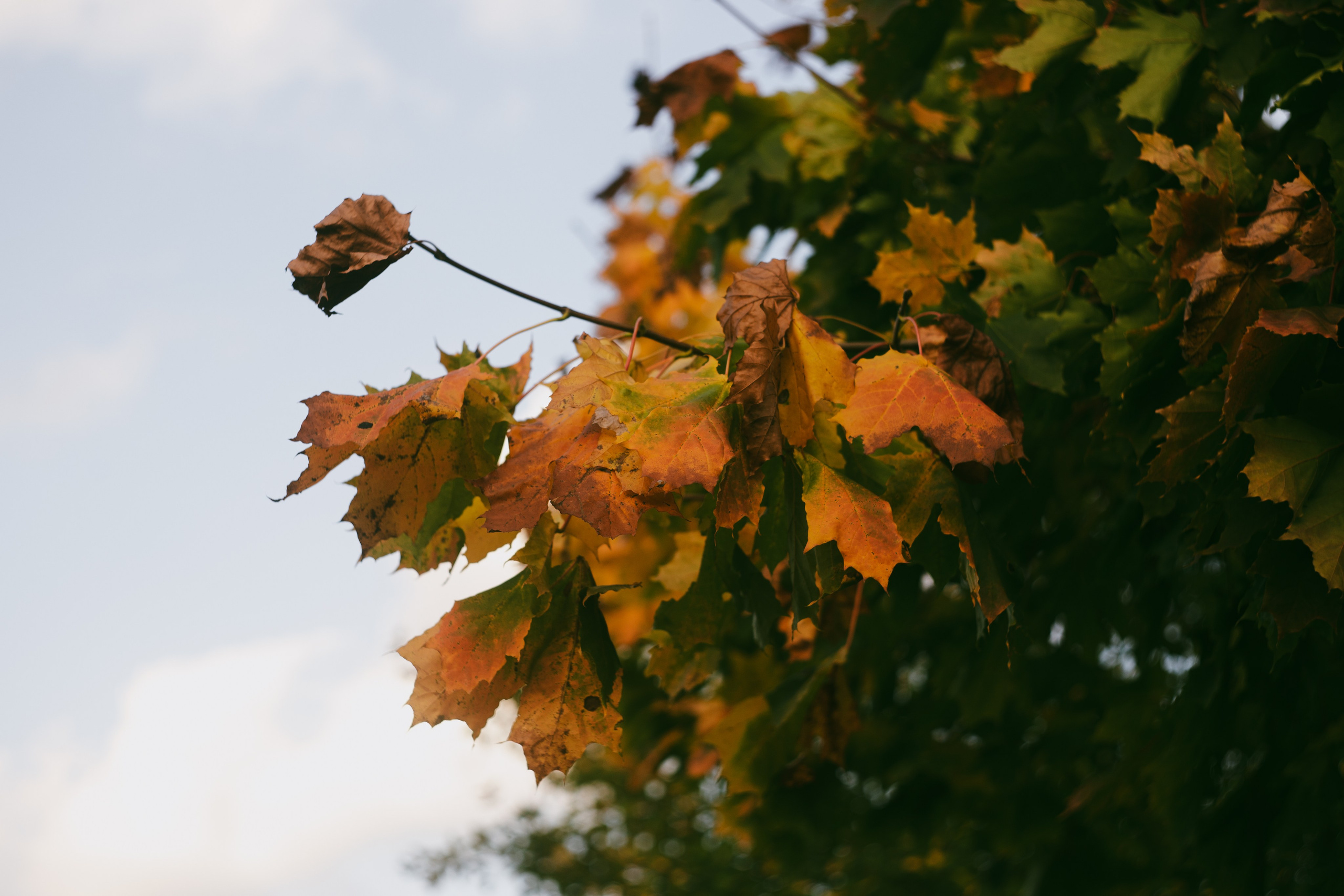 Сентябрь 2023. Efremovaphoto.ru