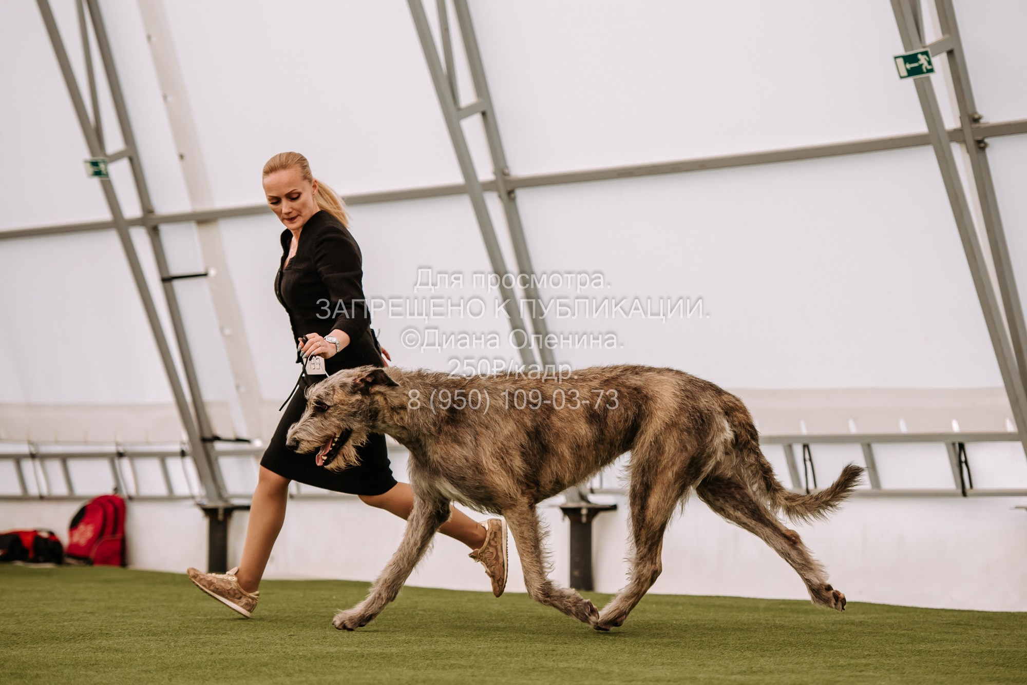 Выставка собак Красноярск 2.06. Фотограф Диана Оленина Красноярск / Братск