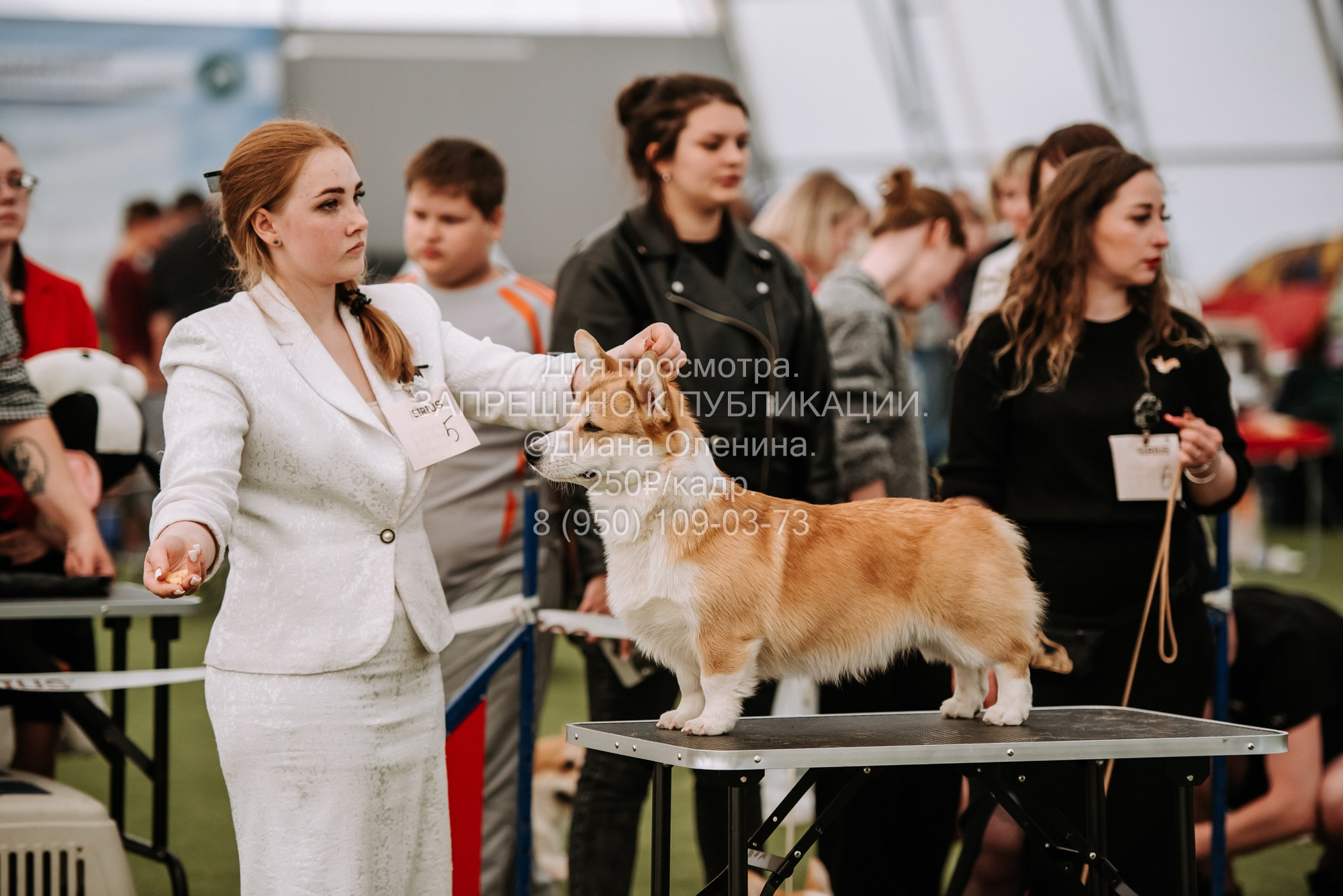 Выставка собак Красноярск 2.06. Фотограф Диана Оленина Красноярск / Братск
