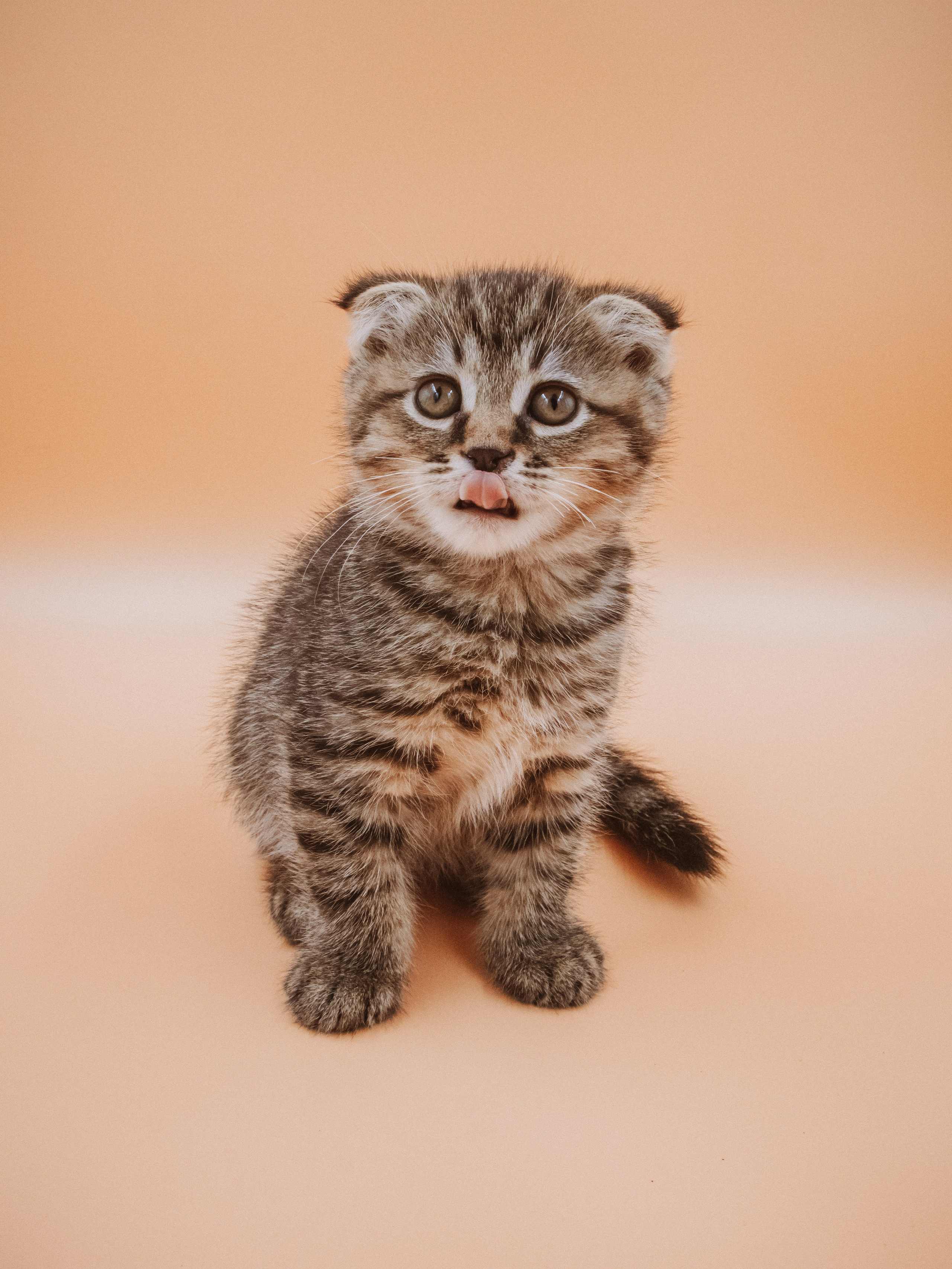 Съемка ЖИВОТНЫХ. VSolo — ваш EVENT фотограф