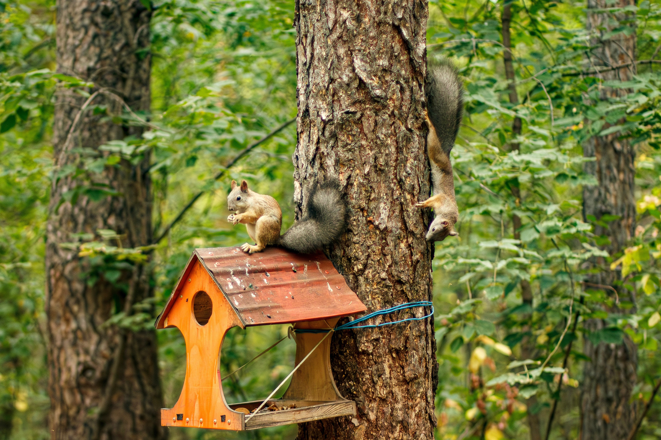 Белки / Squirrels. Фотограф Андрей Гузеев