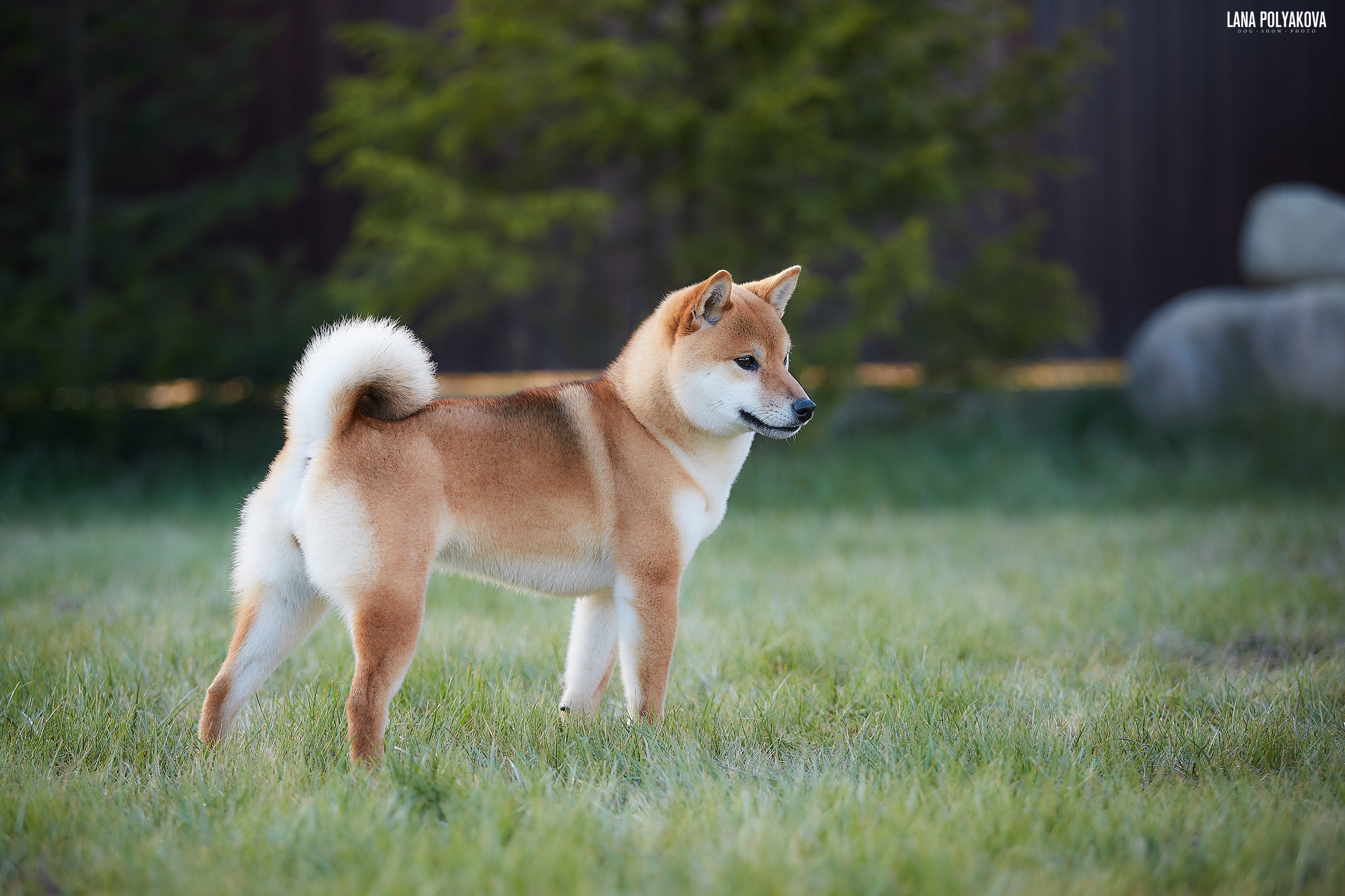 Litter «D»: HANDZIMEMESITE HIRO и ZOLOTO PARTII DEVANA GODDESS OF HUNT