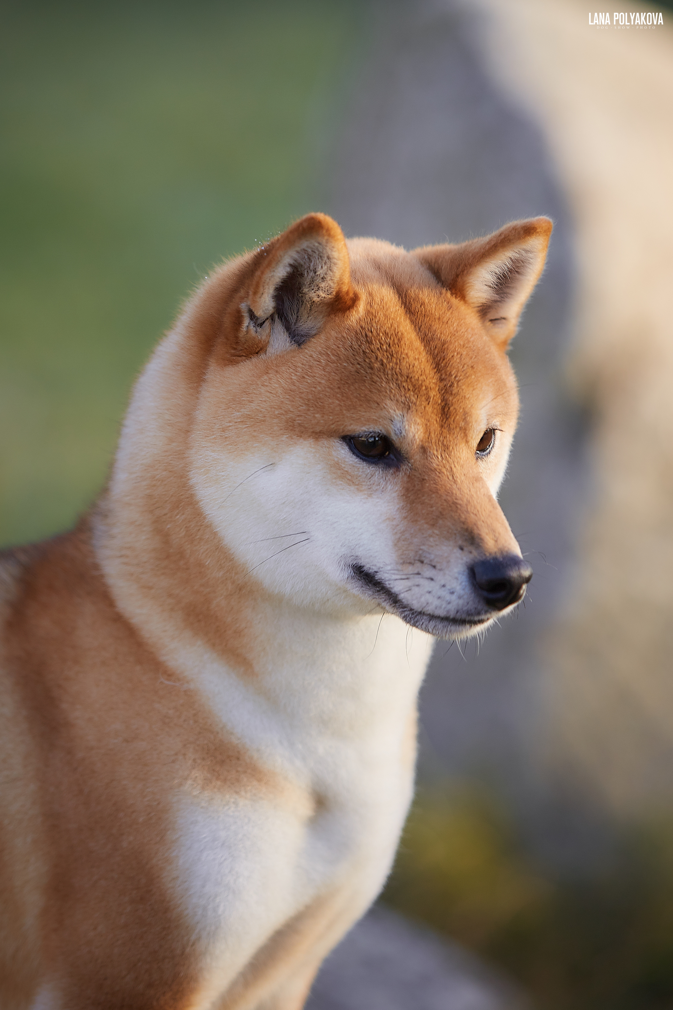 Litter «D»: HANDZIMEMESITE HIRO и ZOLOTO PARTII DEVANA GODDESS OF HUNT