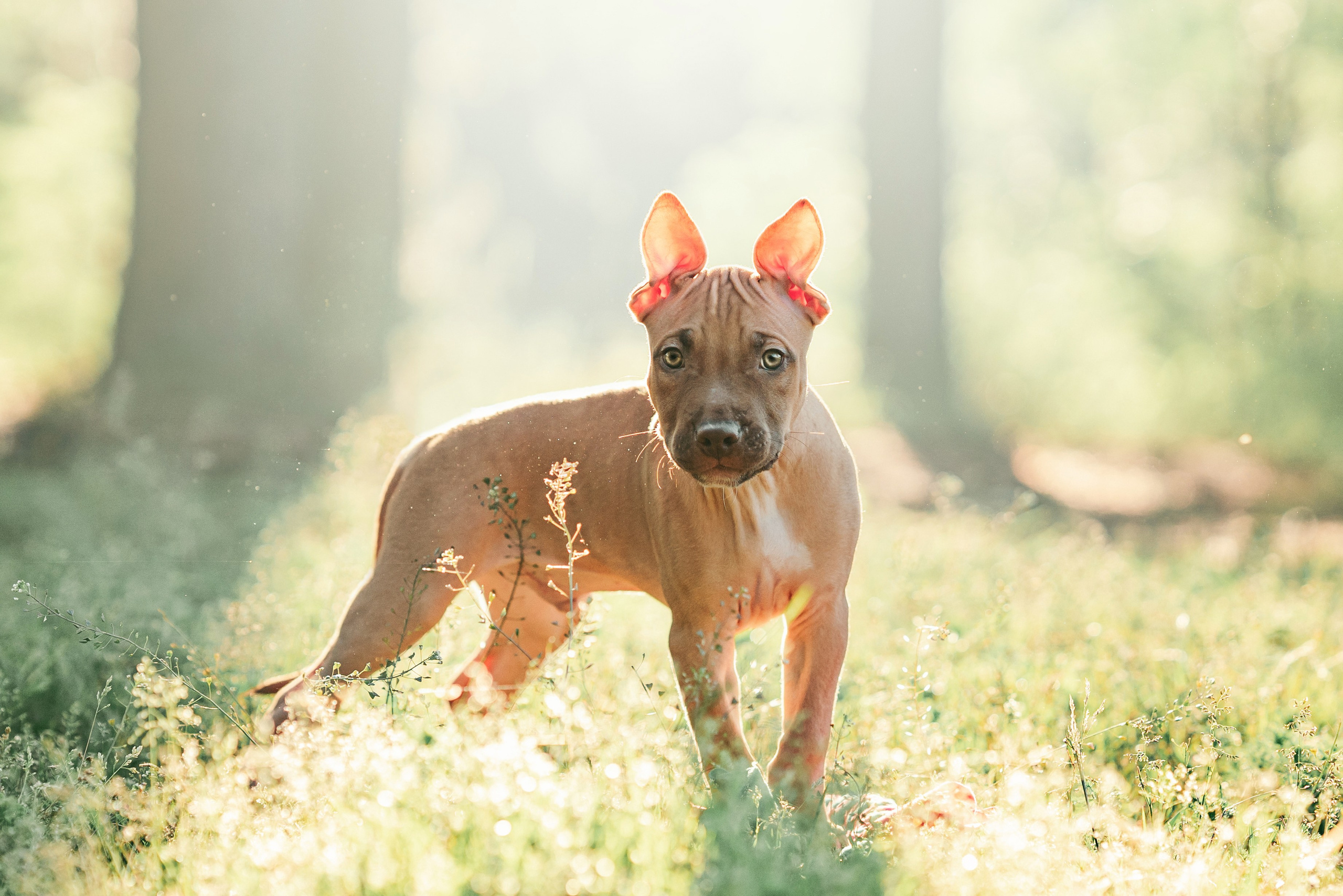 АПБТ. Фотограф анималист Осипчикова Мария