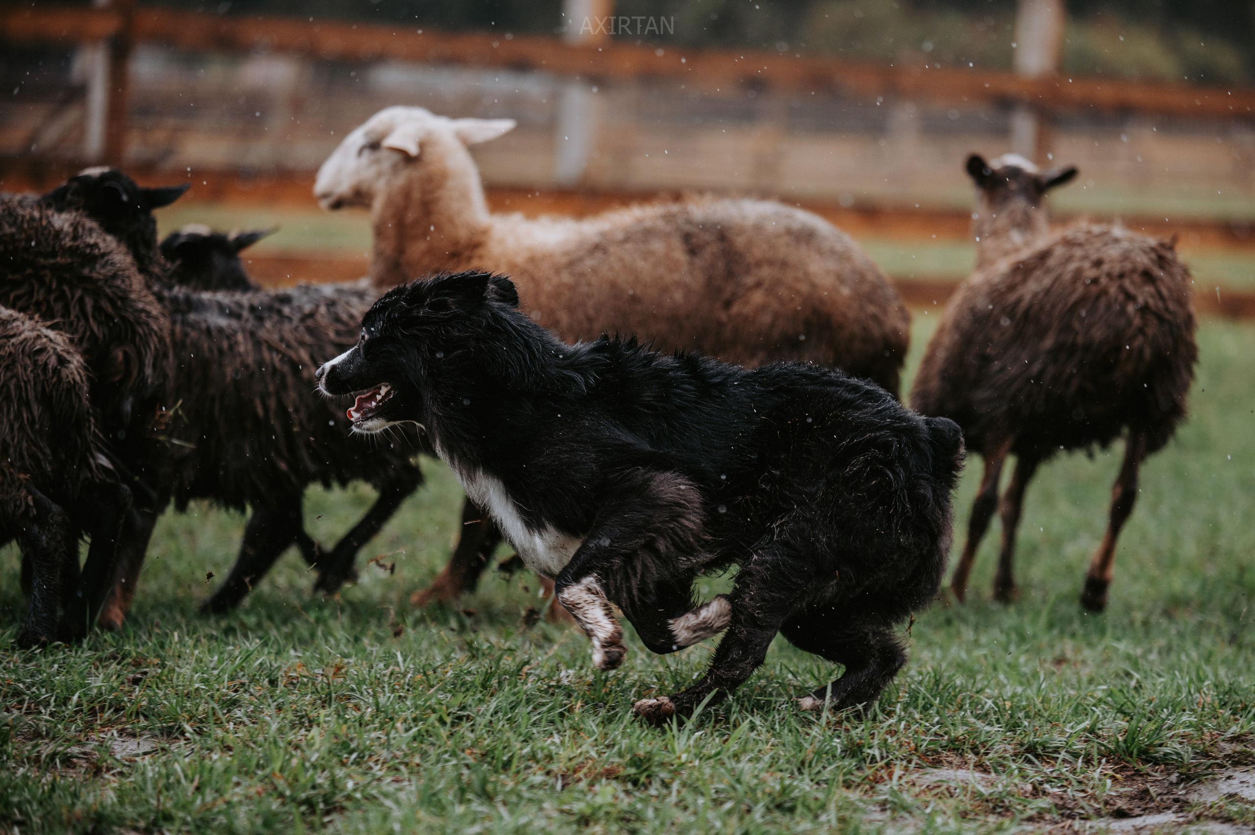 Хава. BLGKV питомник собак