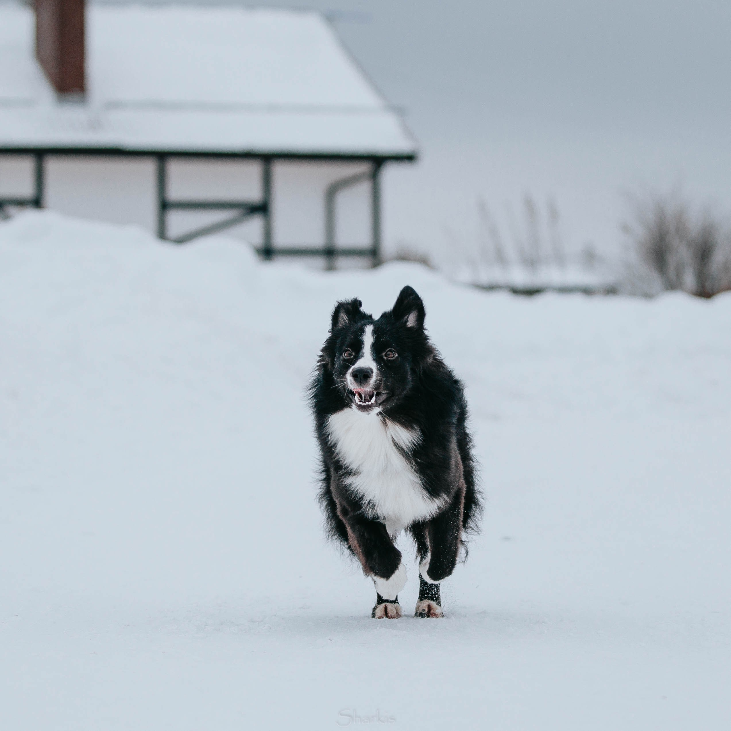 Хава. BLGKV питомник собак