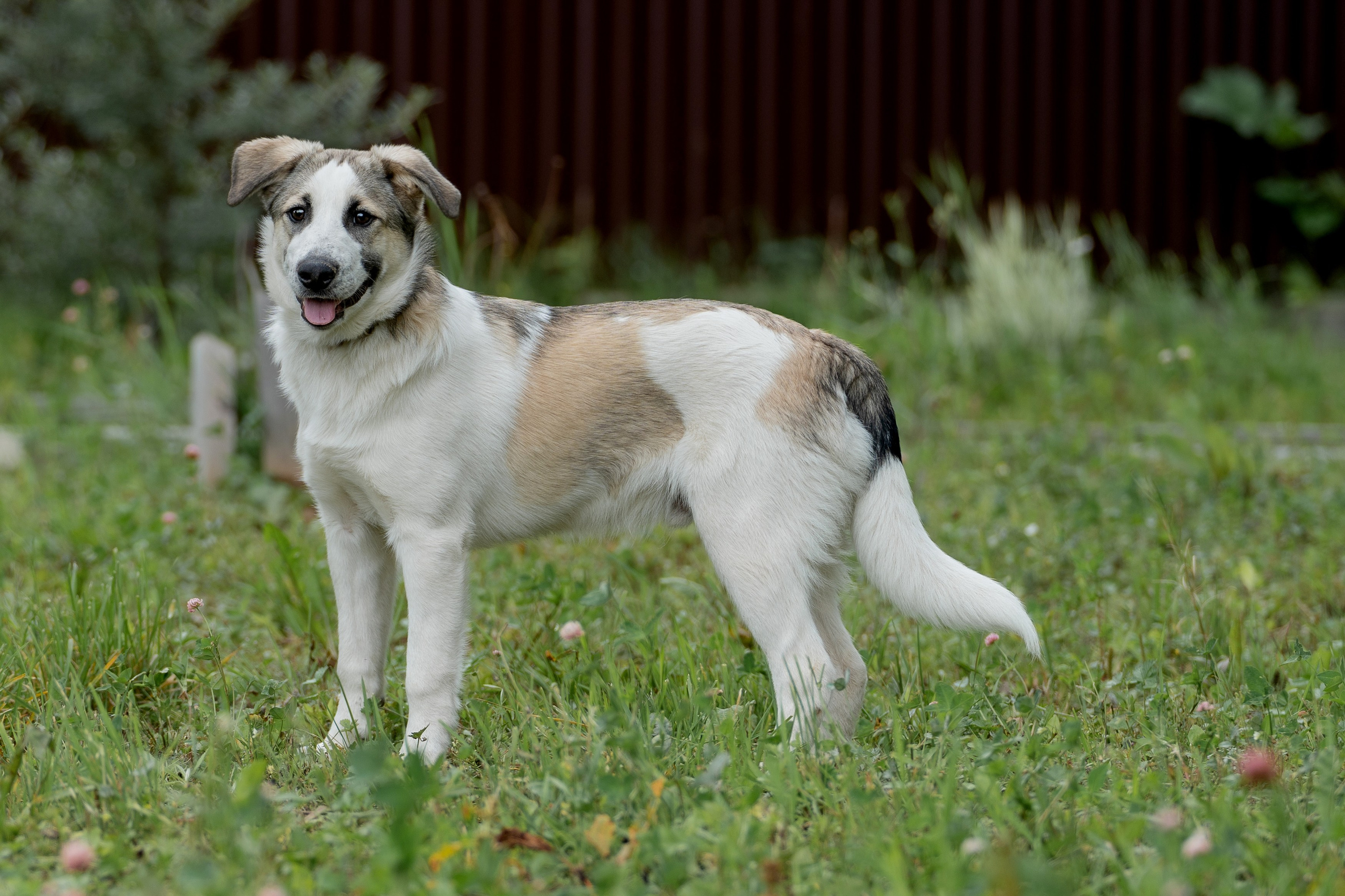Анимализм. Портретный фотограф Олеся Владимирова в Москве