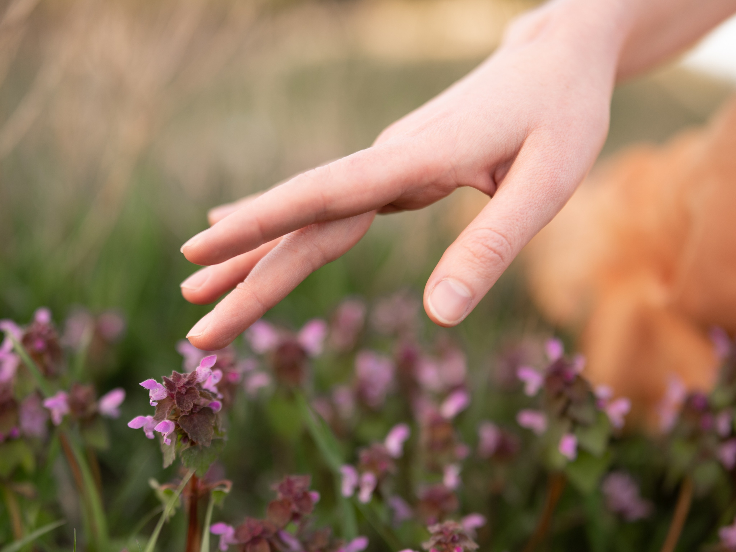 Рука, дотрагивающаяся до цветов на лугу