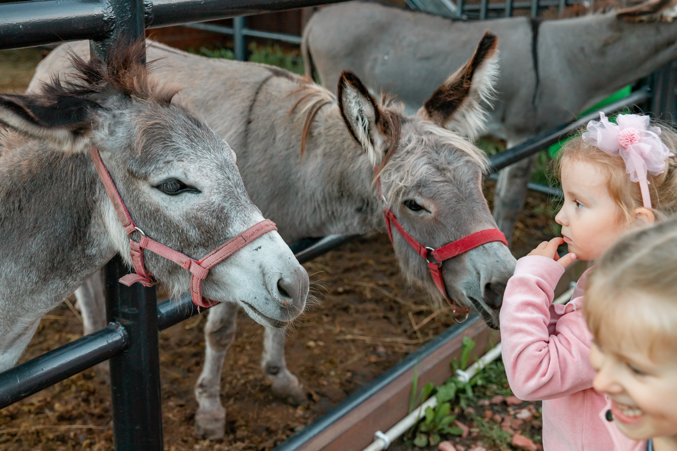 Семейная прогулка на ранчо. Детский и семейный фотограф в Красноярске Юлия Бирюкова