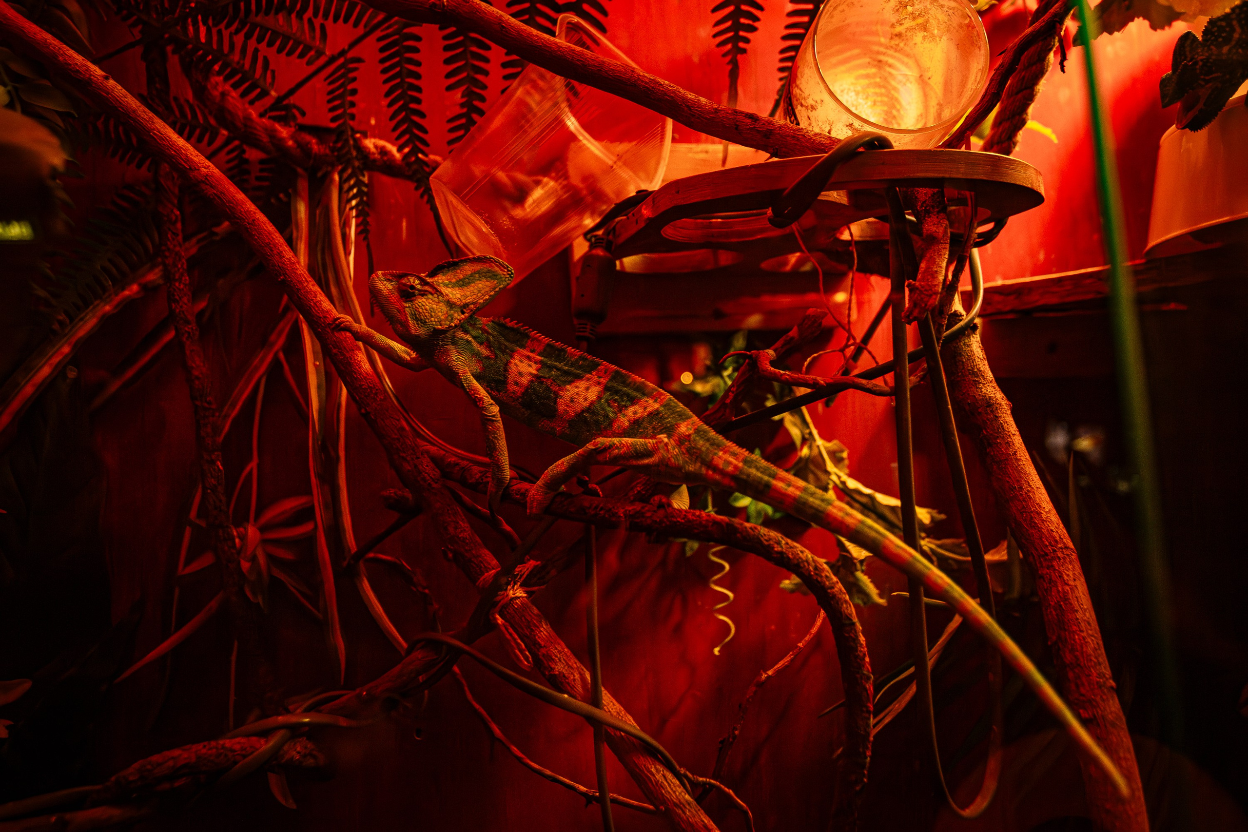 Woman night_El Pastor_Симферополь_18.01.2025. Аминов Руслан | Фотограф