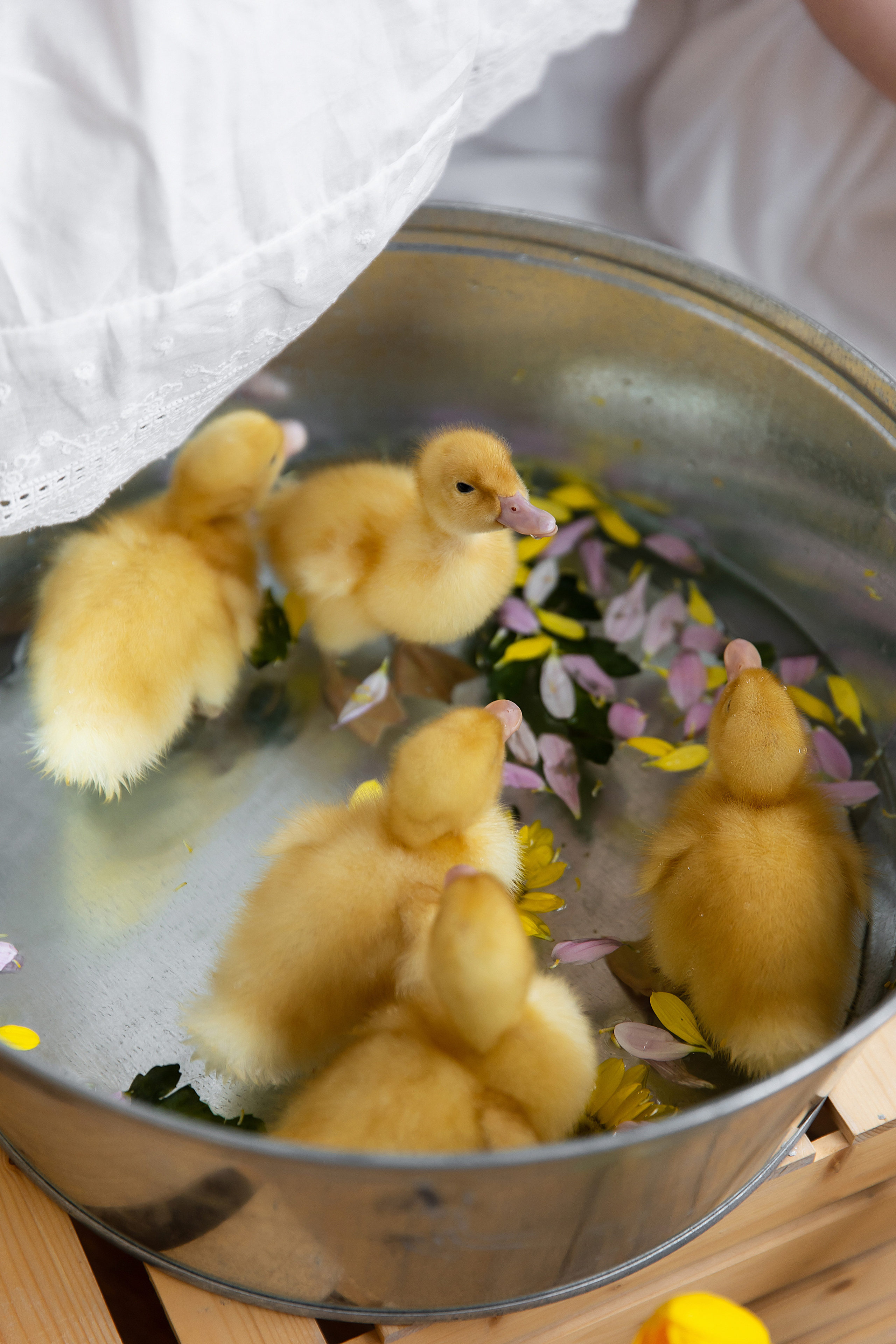 Съемка с утятами. Свадебный и семейный фотограф у Уфе Евгения Сазонова