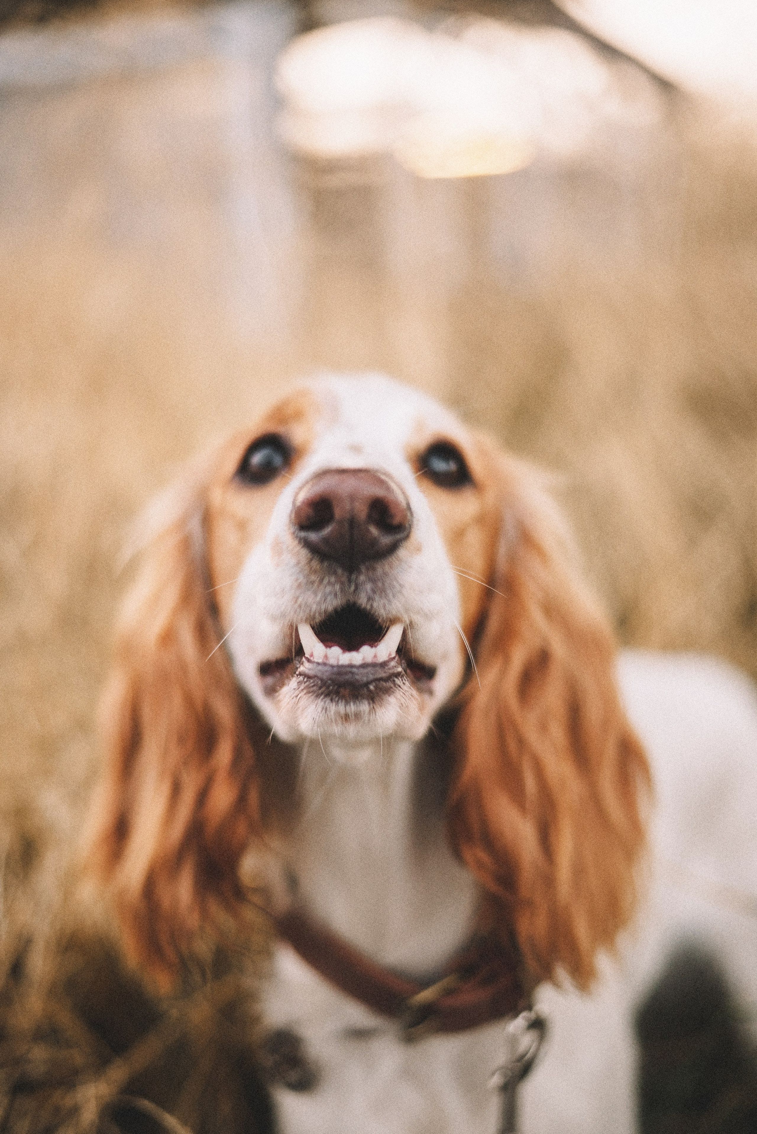 Маша и Вега. Фотограф-анималист Богданова Полина
