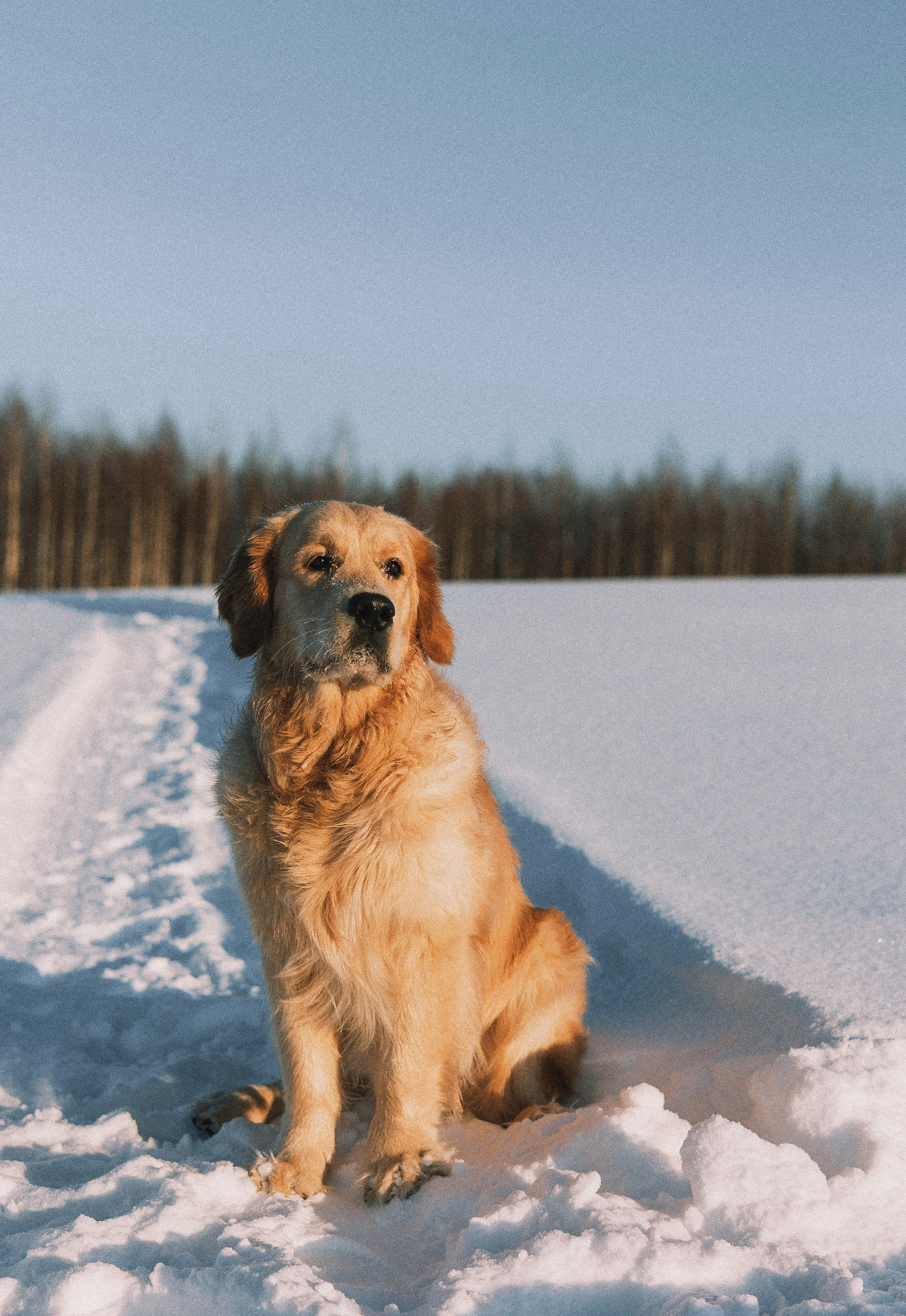 Лена и Декстер. Фотограф-анималист Богданова Полина