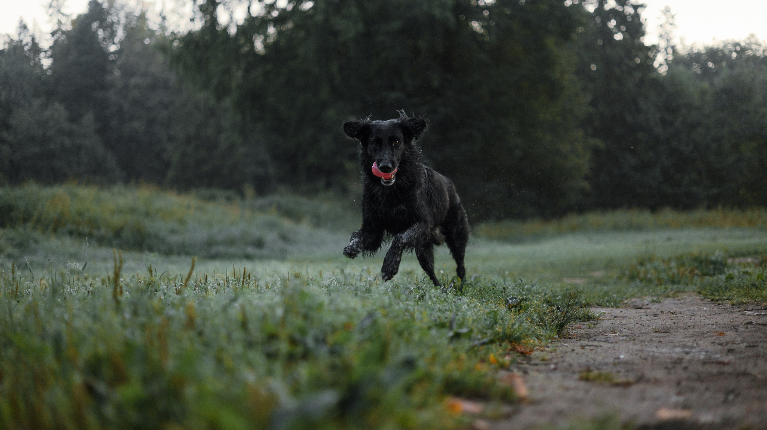 Лиза и Коди. Фотограф-анималист Богданова Полина