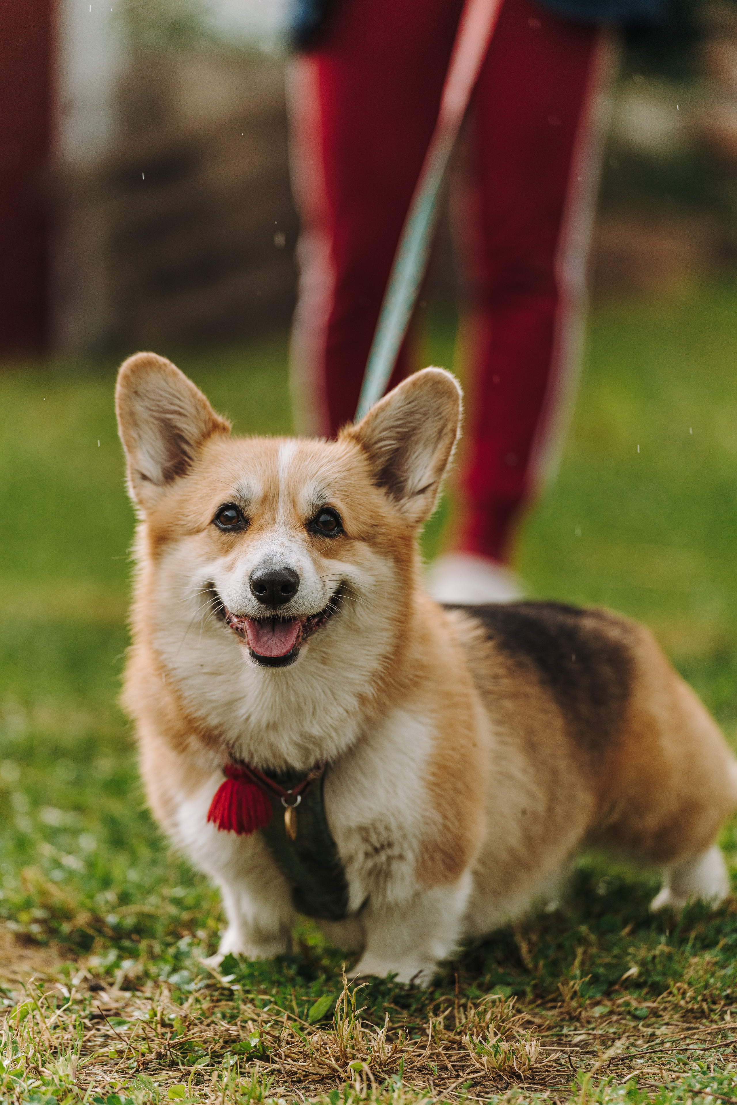 Соревнования по ноузворку в Новожилово. Фотограф анималист в Спб недорого Олеся Майорова