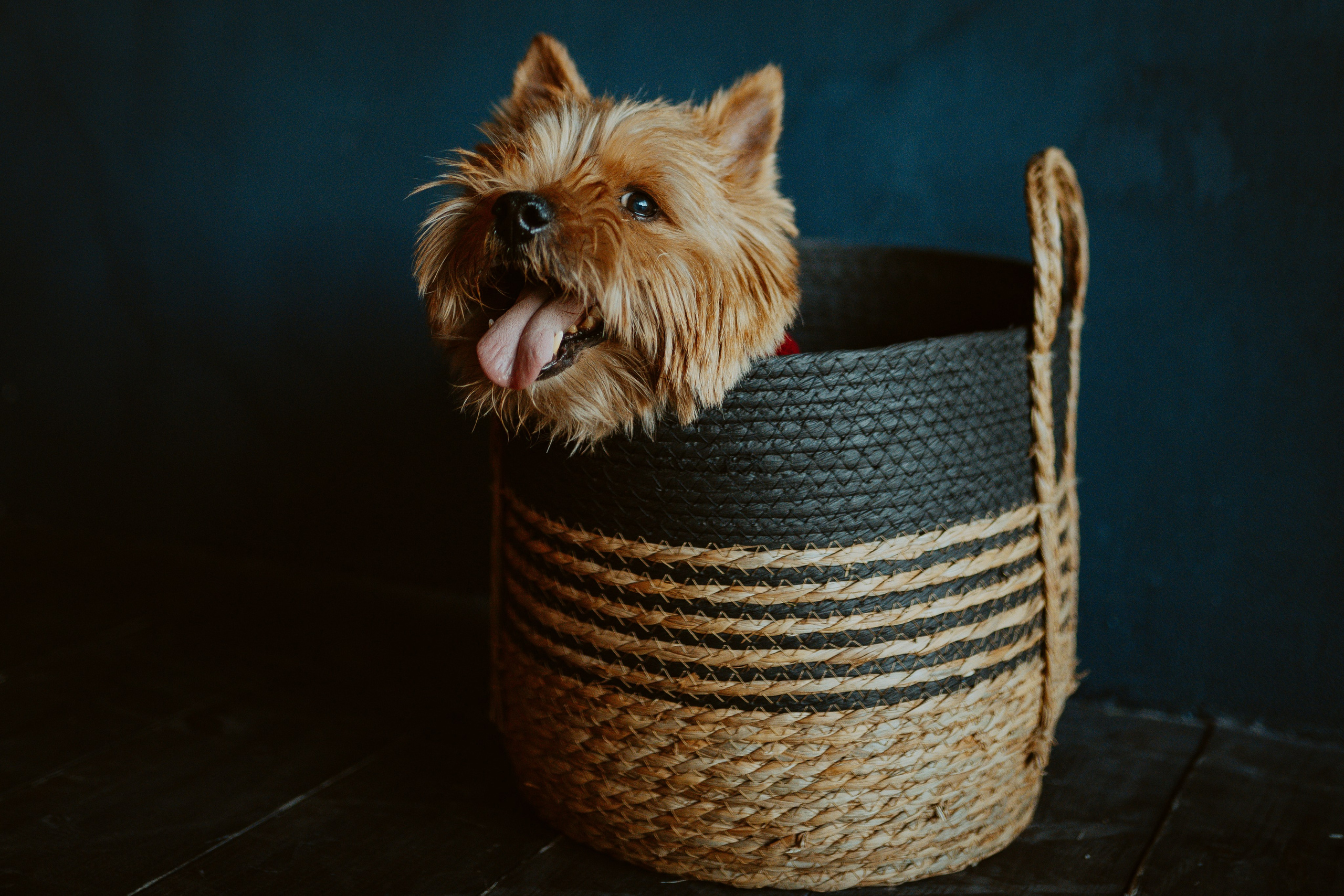 Фотосессия с собакой в студии. Фотограф анималист в Спб недорого Олеся Майорова