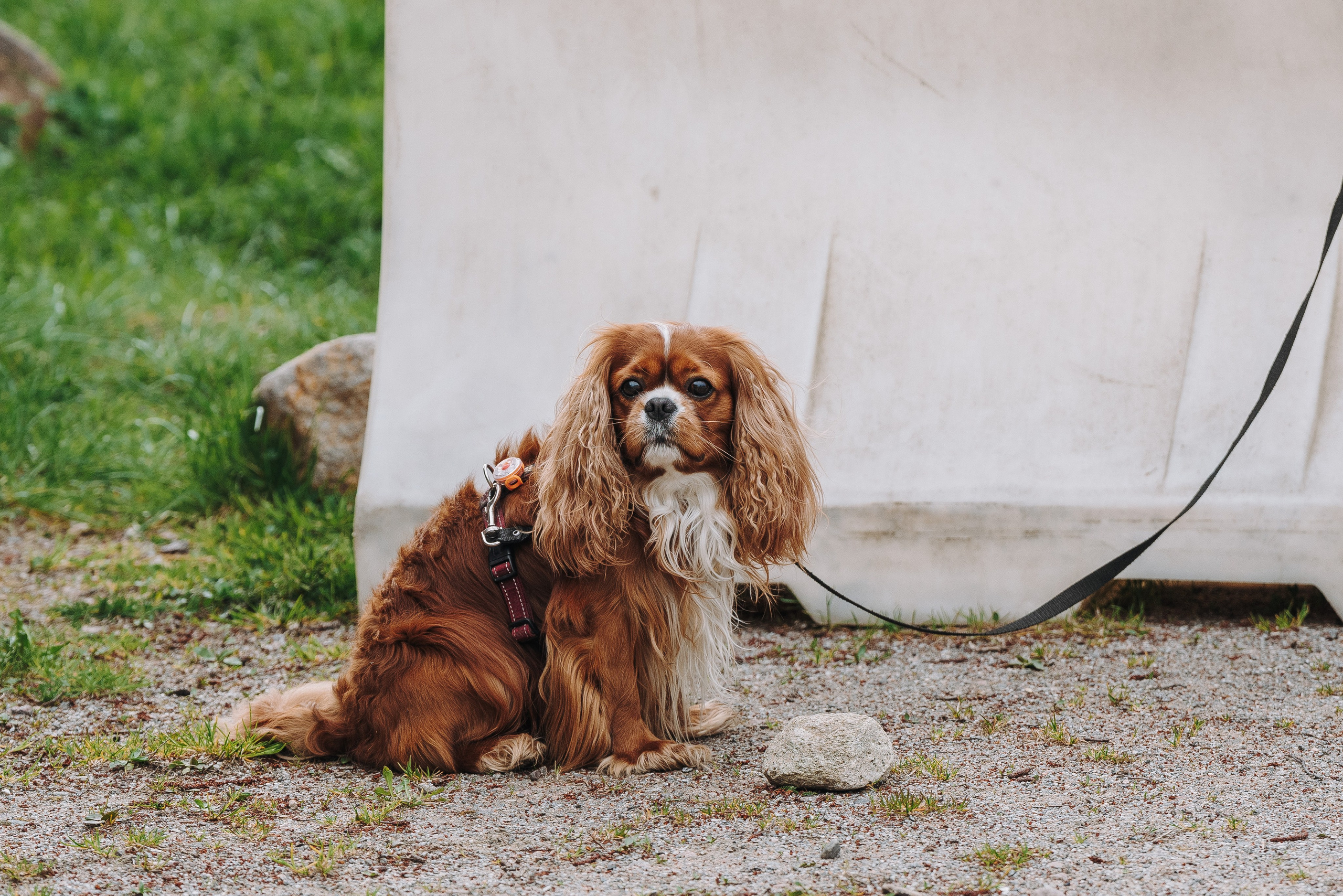 Соревнования по ноузворку в Лосево. Фотограф анималист в Спб недорого Олеся Майорова
