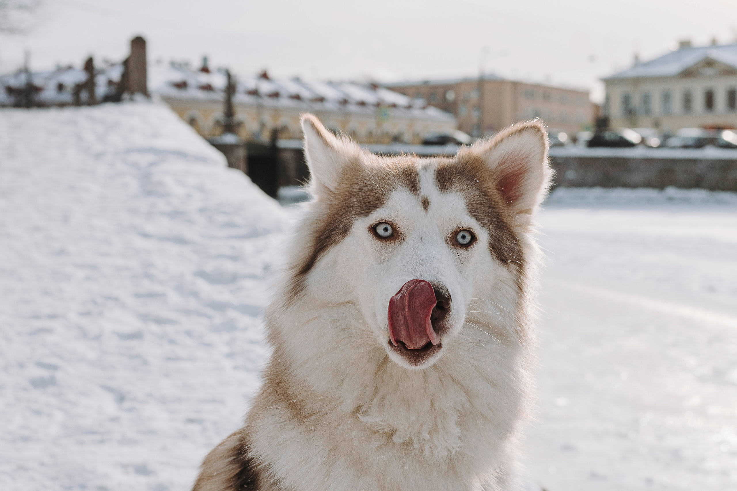 Мария и Амелия. Фотограф анималист в Спб недорого Олеся Майорова