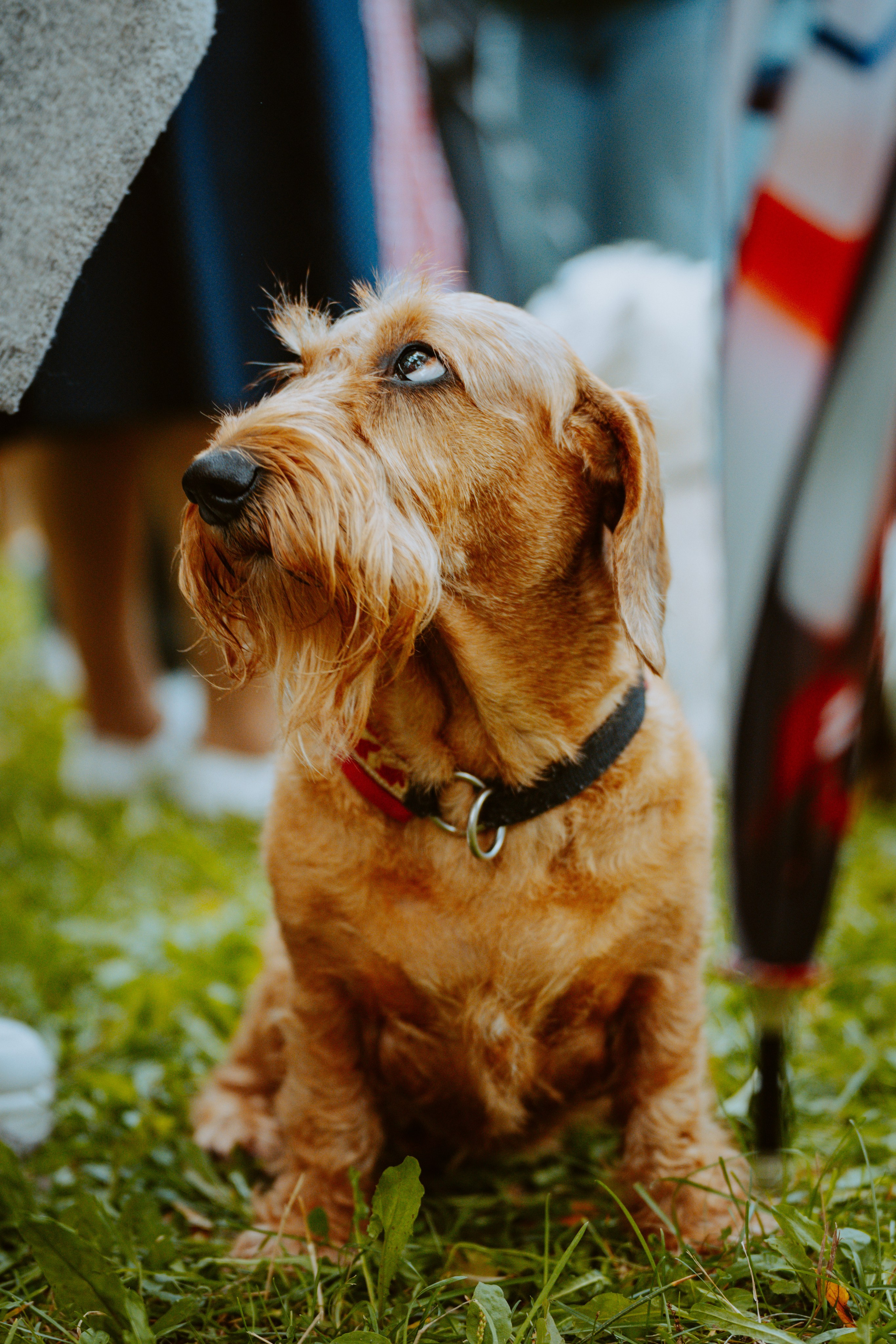 Такспарад. Фотограф анималист в Спб недорого Олеся Майорова