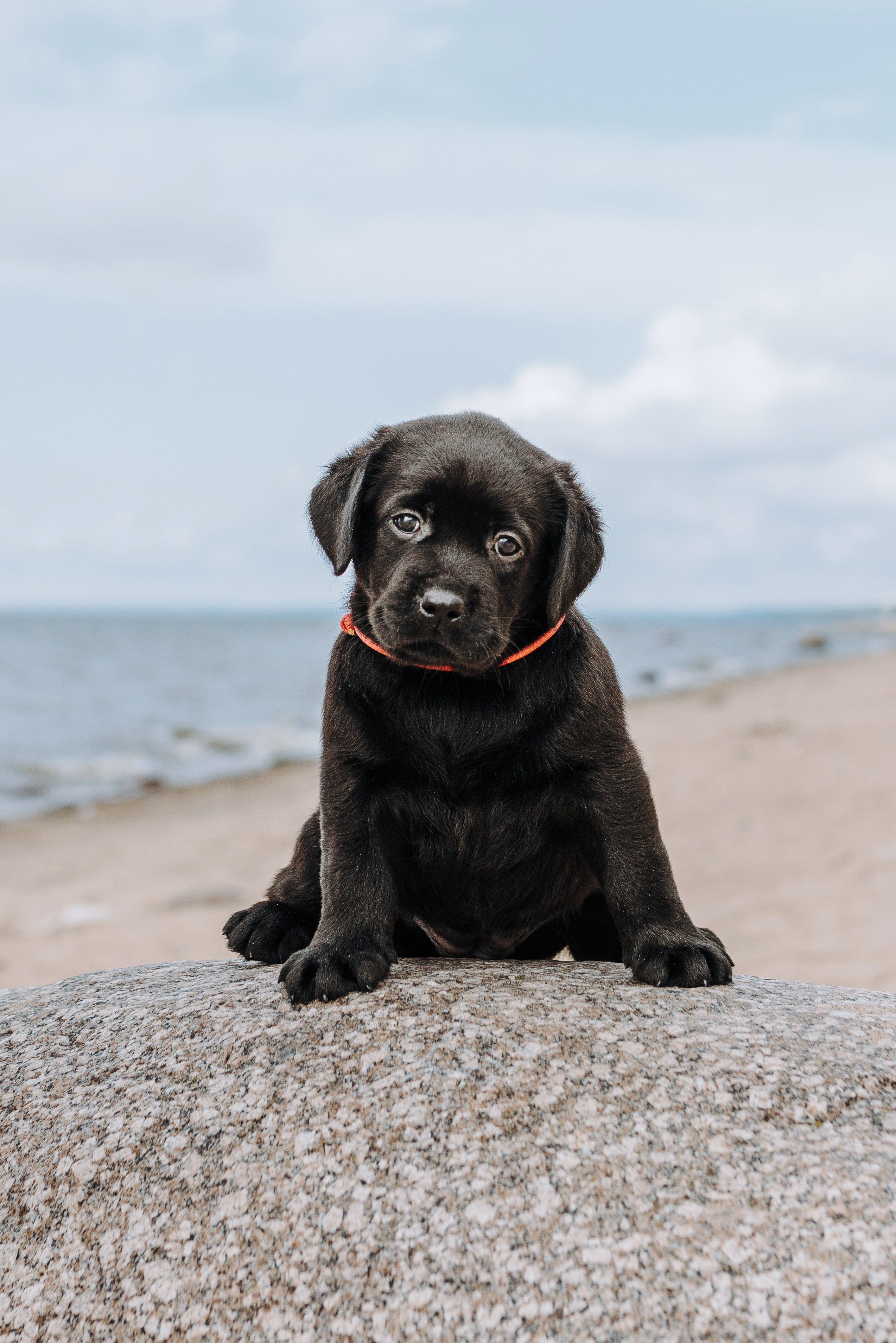 Лабрадорчики на пляже. Фотограф анималист в Спб недорого Олеся Майорова
