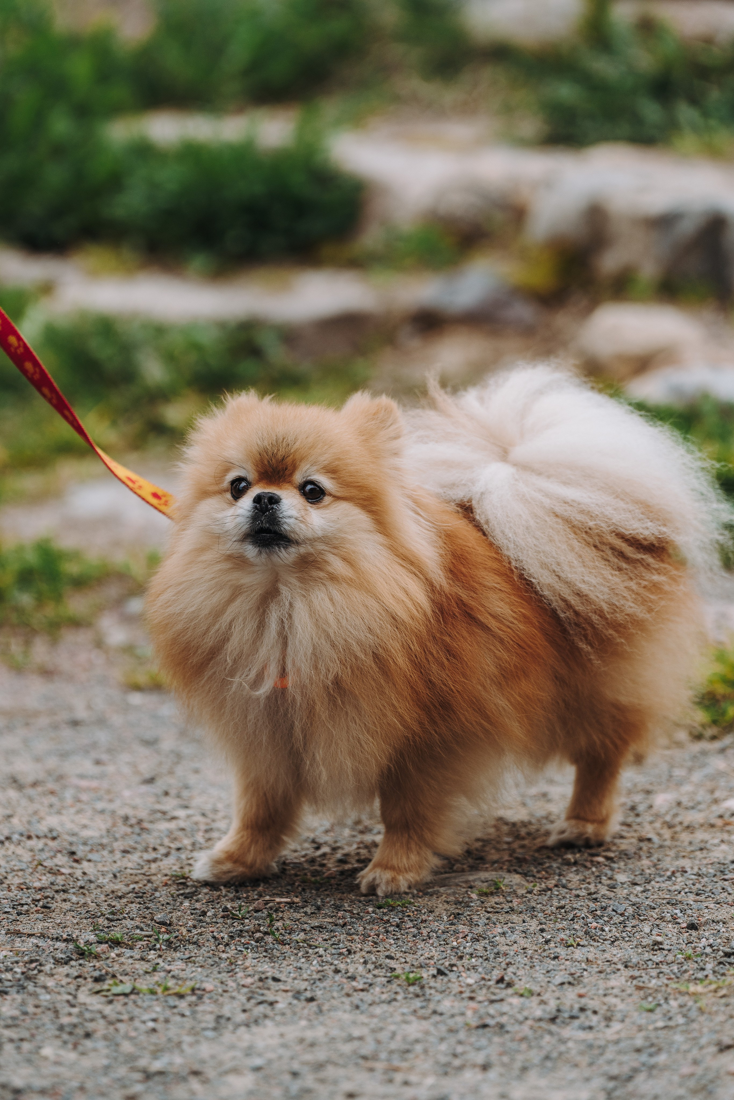 Соревнования по ноузворку в Лосево. Фотограф анималист в Спб недорого Олеся Майорова