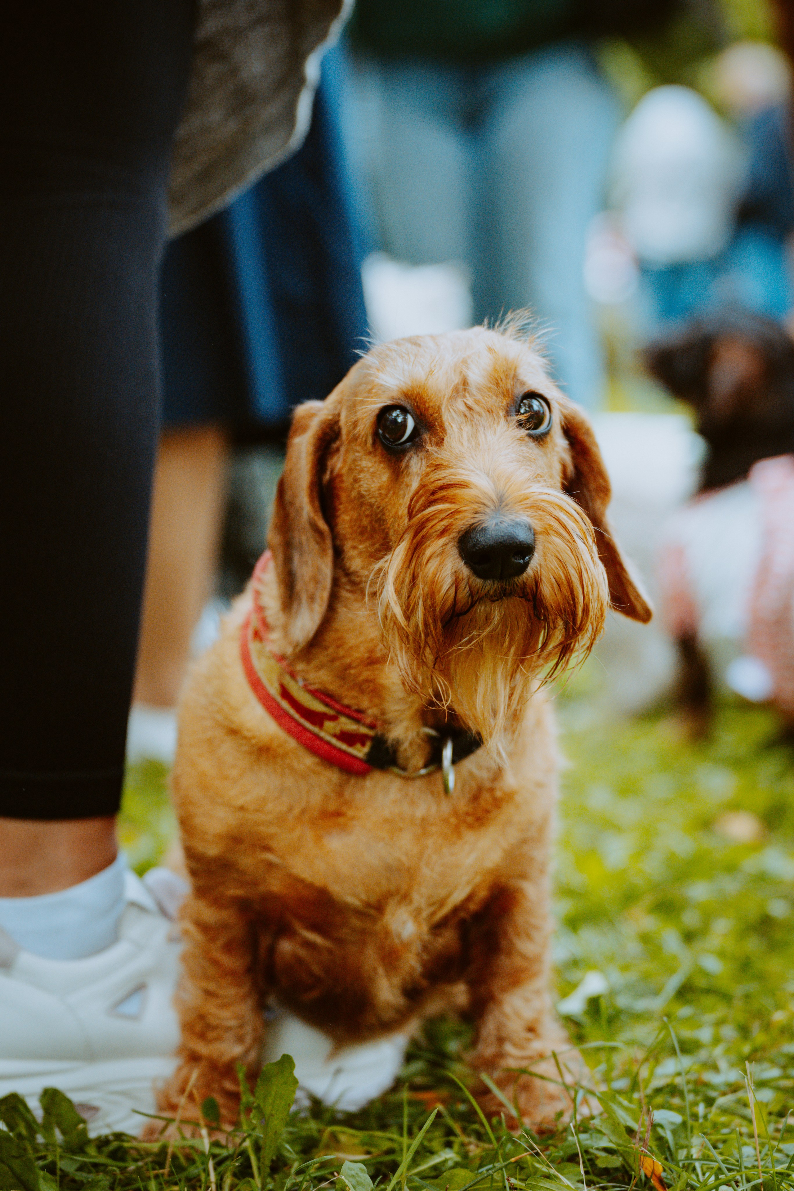 Такспарад. Фотограф анималист в Спб недорого Олеся Майорова