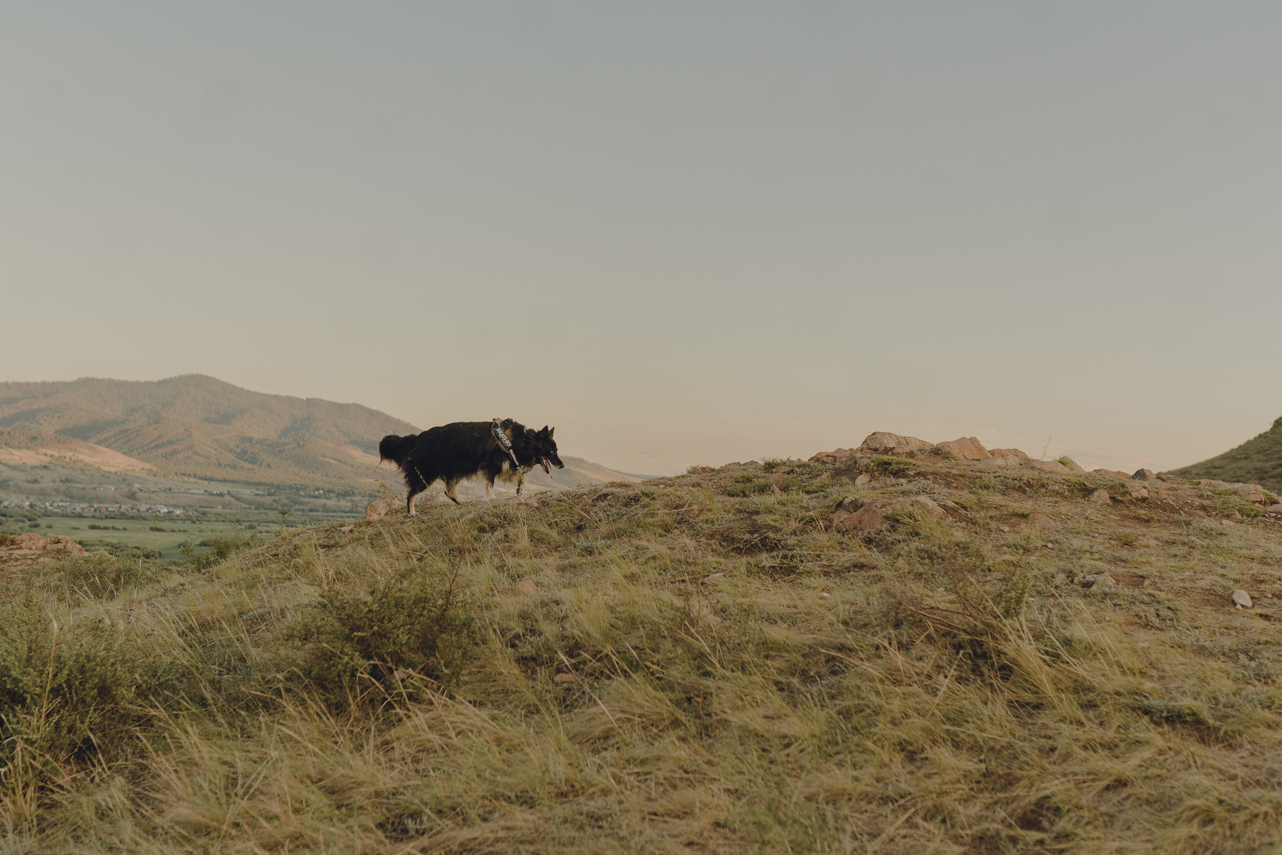 Настя и Умка. Фотограф анималист в Спб недорого Олеся Майорова