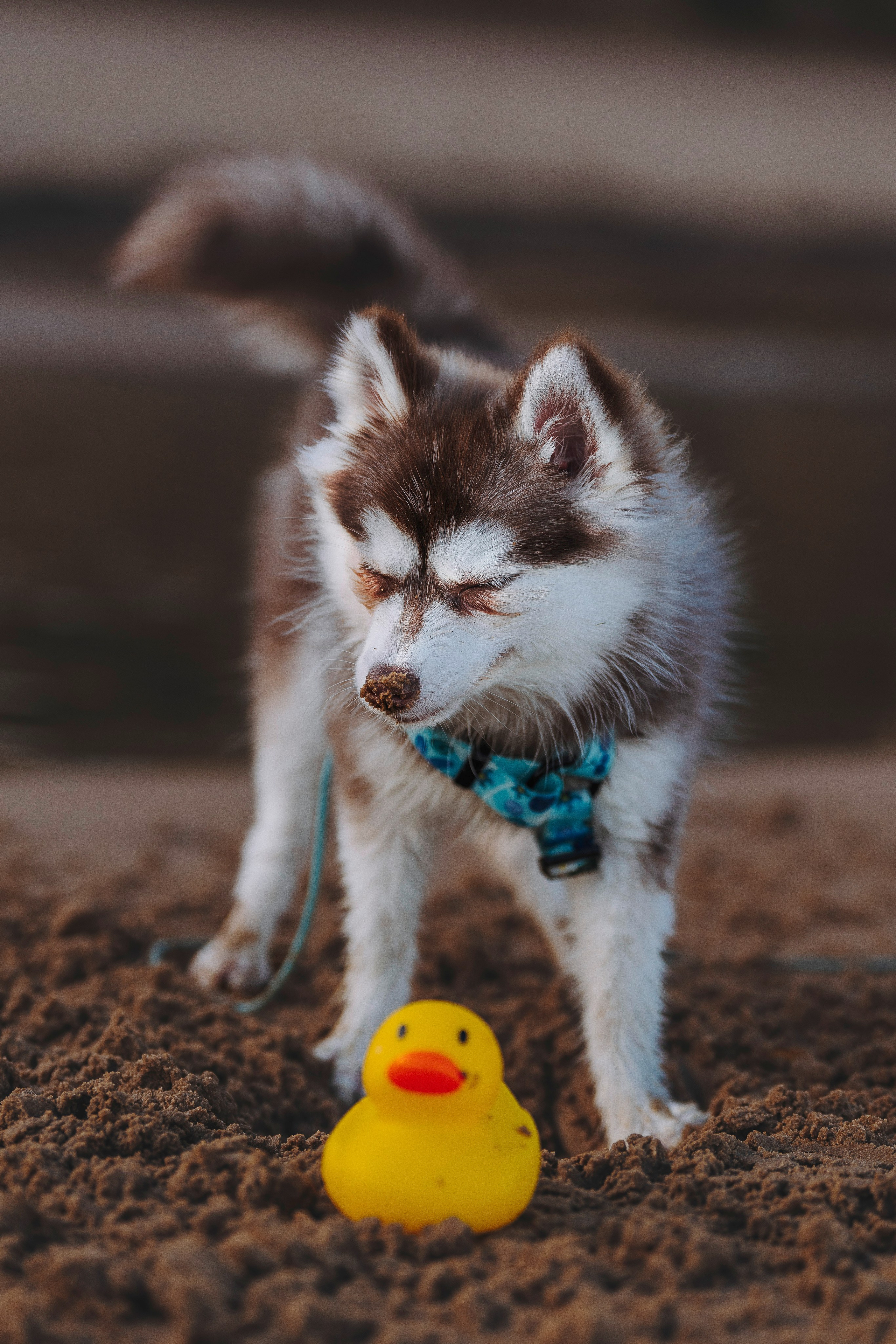 Катерина и Дрэка. Фотограф анималист в Спб недорого Олеся Майорова