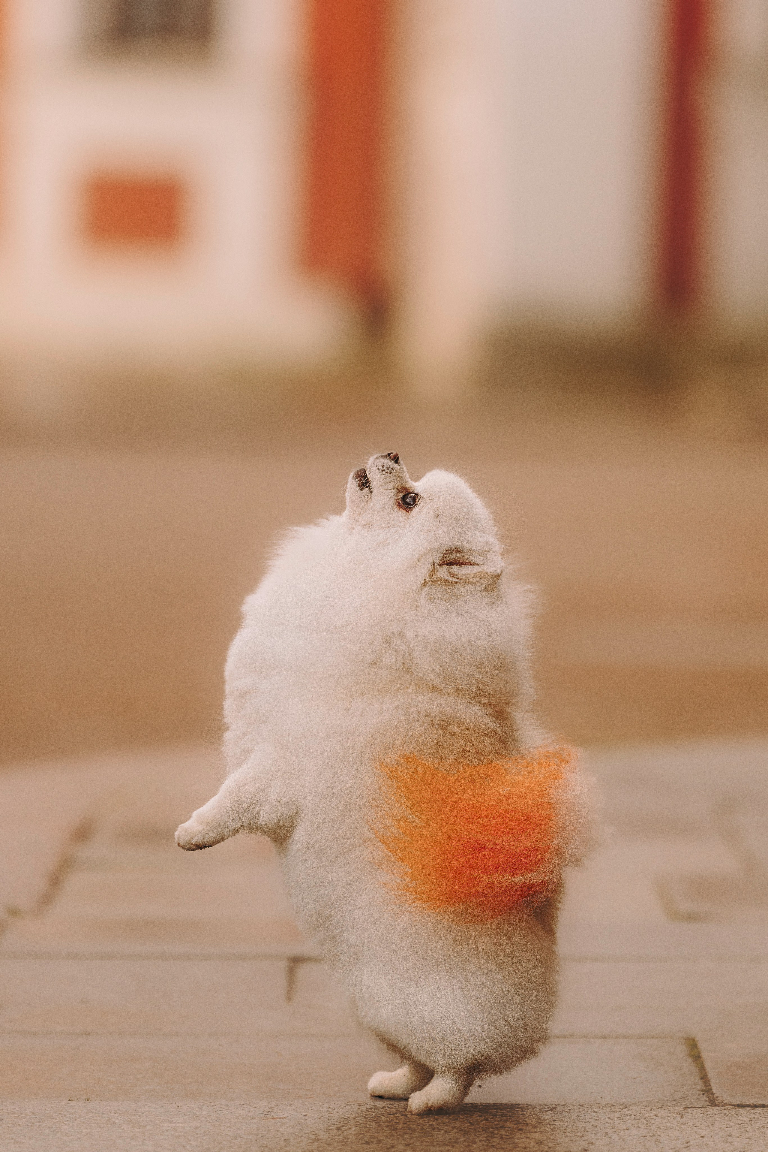 Фотосессия с померанским шпицем. Фотограф анималист в Спб недорого Олеся Майорова