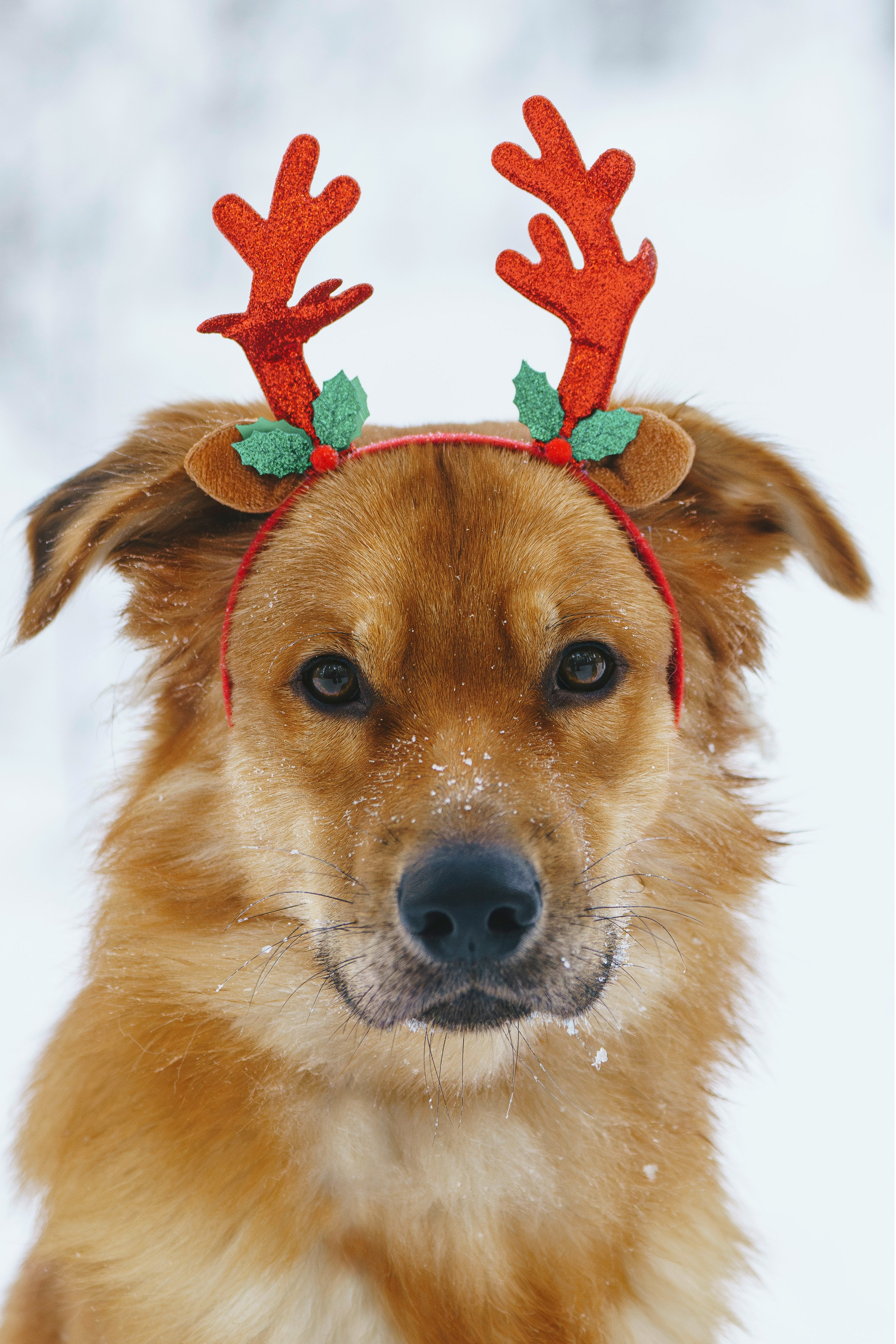 Рэй, Кузя, Ольга и Александр. Фотограф анималист в Спб недорого Олеся Майорова