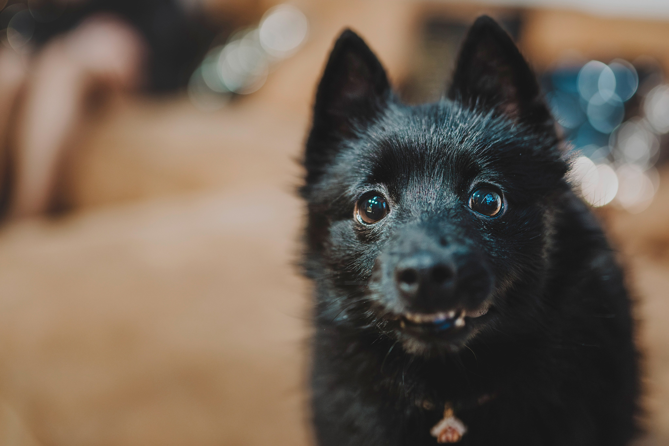 Аня, Андуин и Тесс. Фотограф анималист в Спб недорого Олеся Майорова