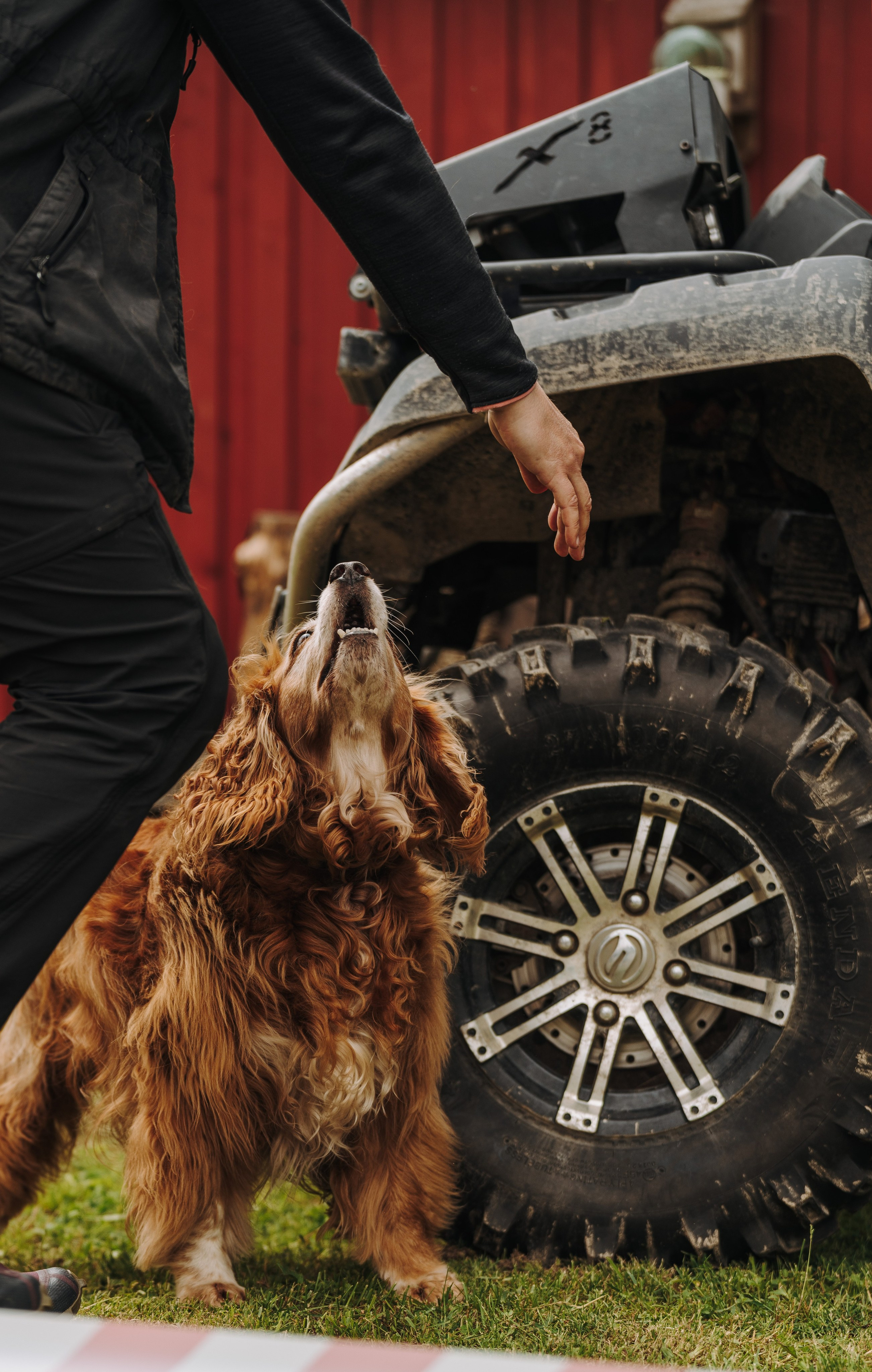 Соревнования по ноузворку. Фотограф анималист в Спб недорого Олеся Майорова