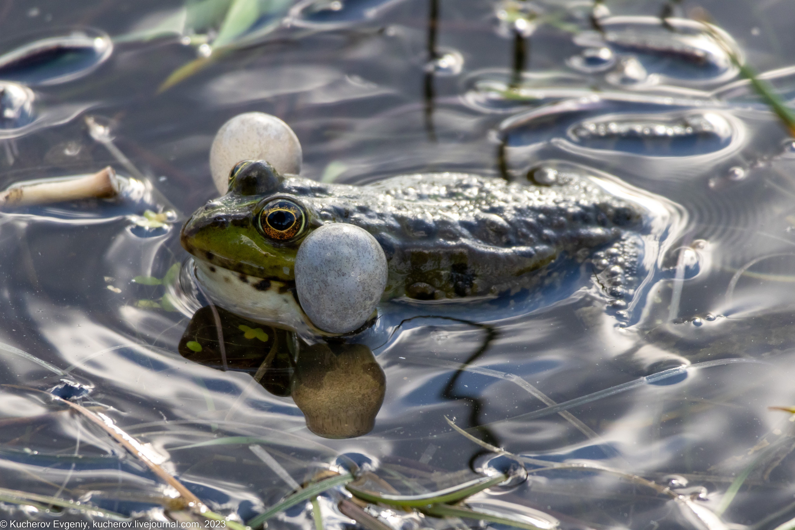Лягушки. Кучеров Евгений. Фотограф