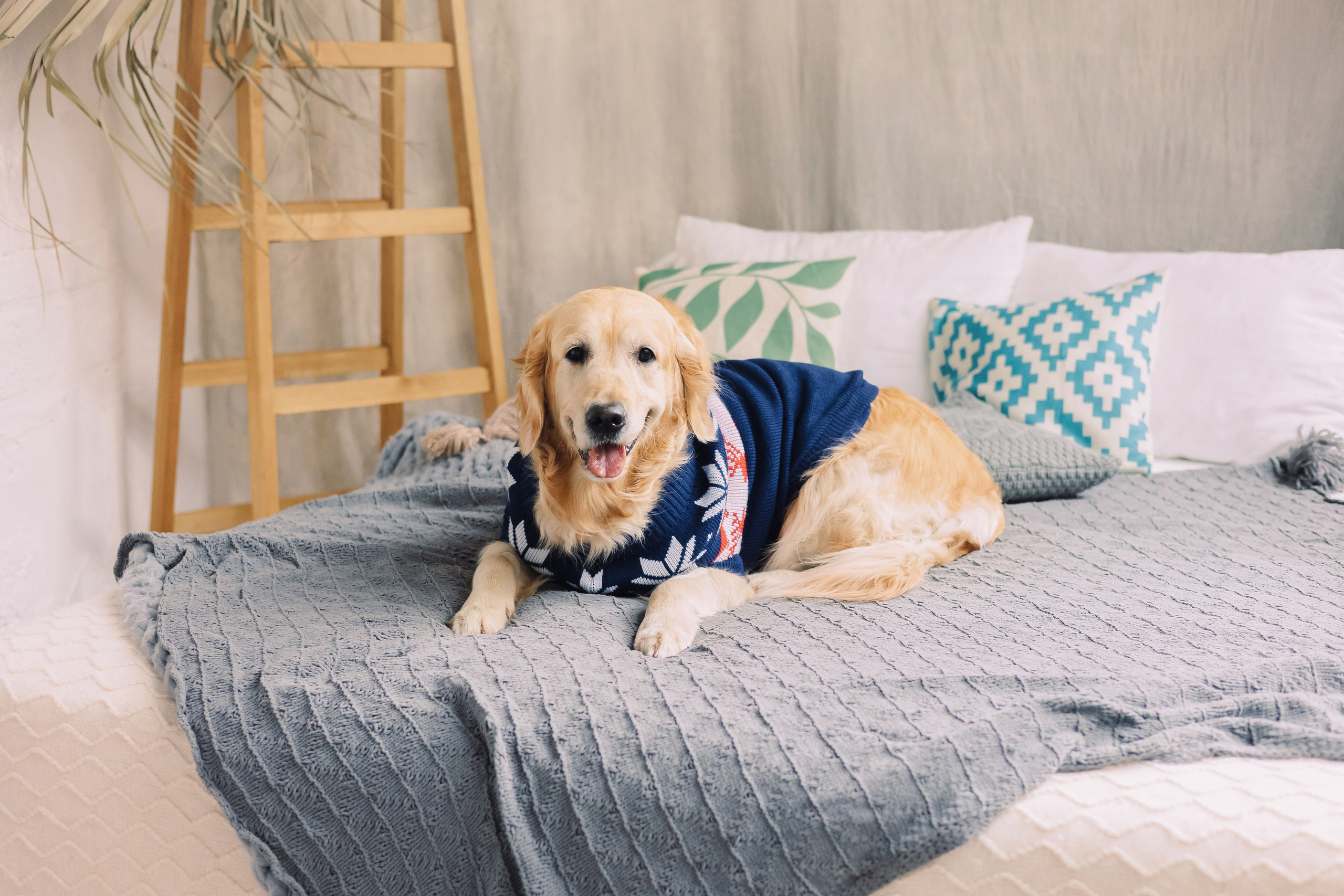 Магазин Friend of mine. Фотограф-анималист Елена Радченко, Москва