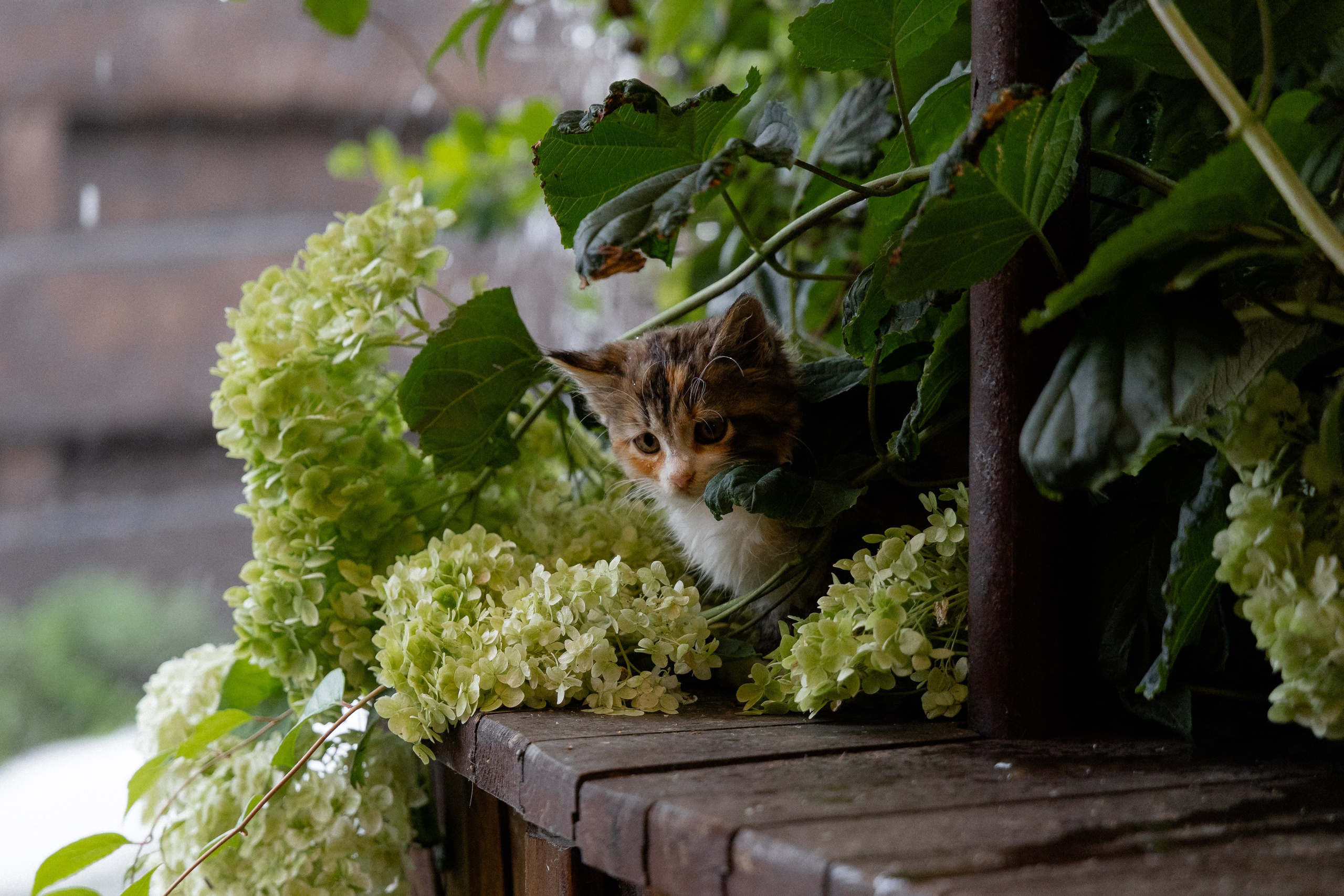 Свадебная фотосессия в агроусадьбе Лабодянка в Минске. Свадебный фотограф в Минске/Беларуси Сергей Спиридонов
